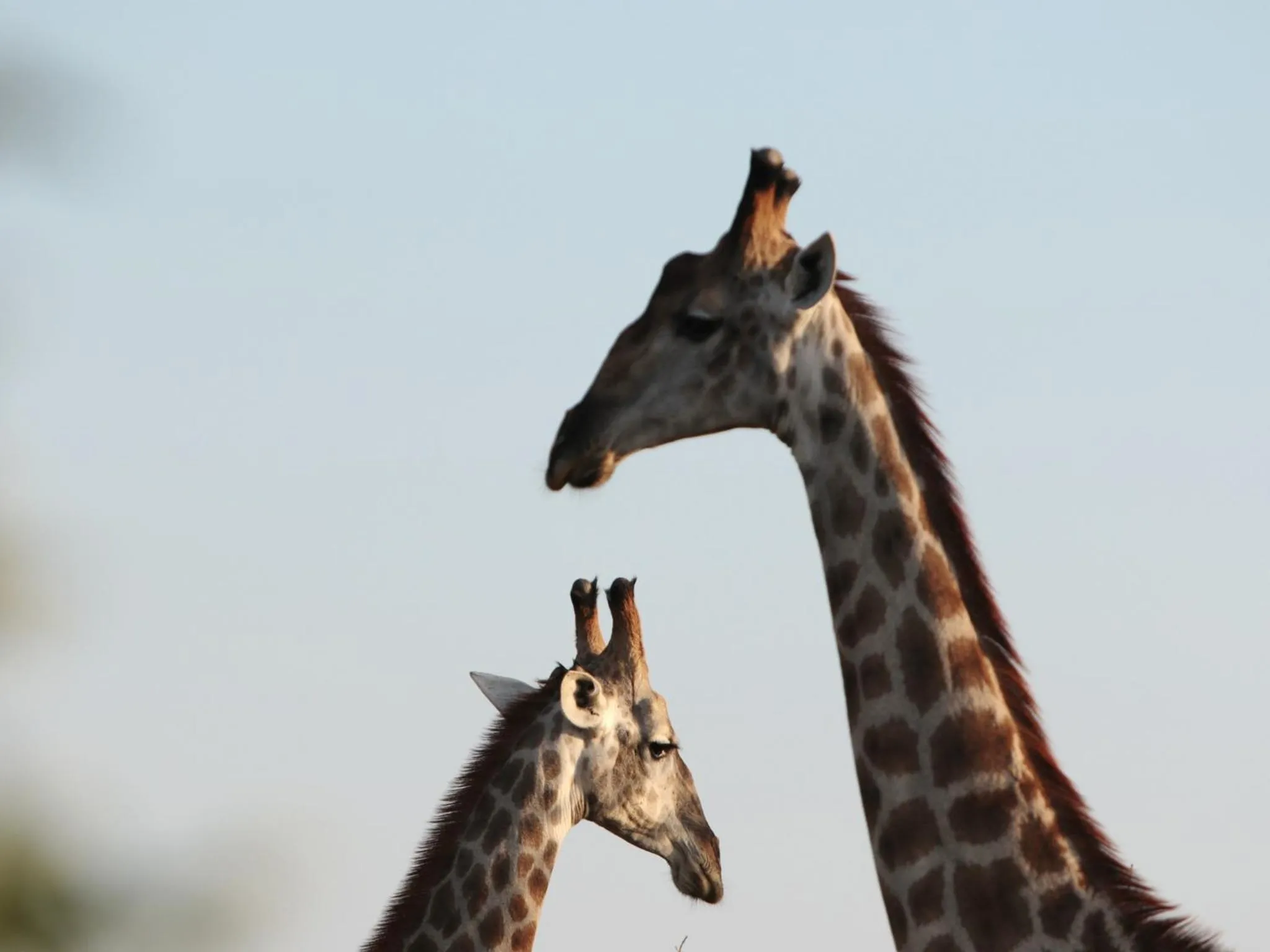 Day in Makumu Private Game Lodge