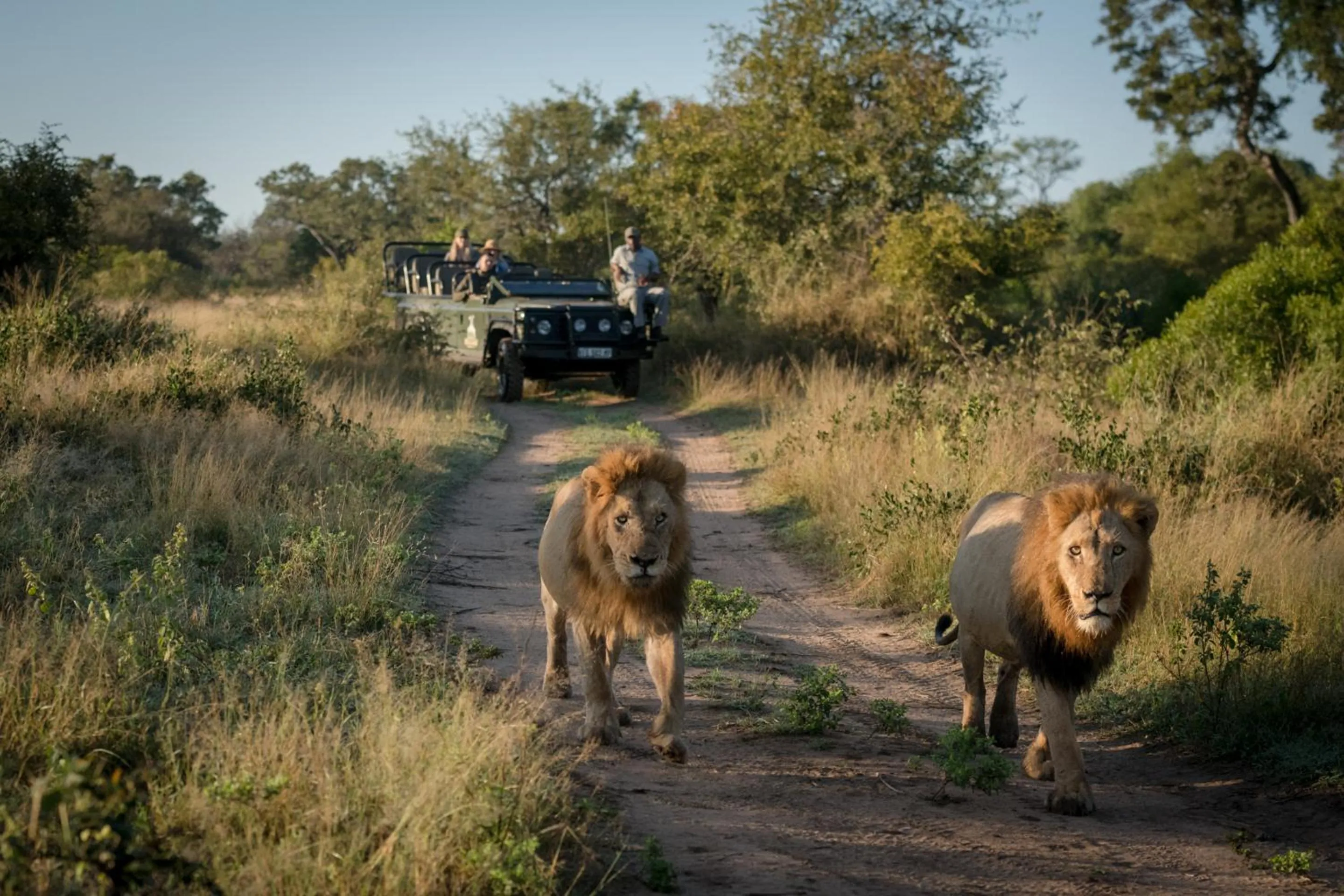 Animals in Makumu Private Game Lodge