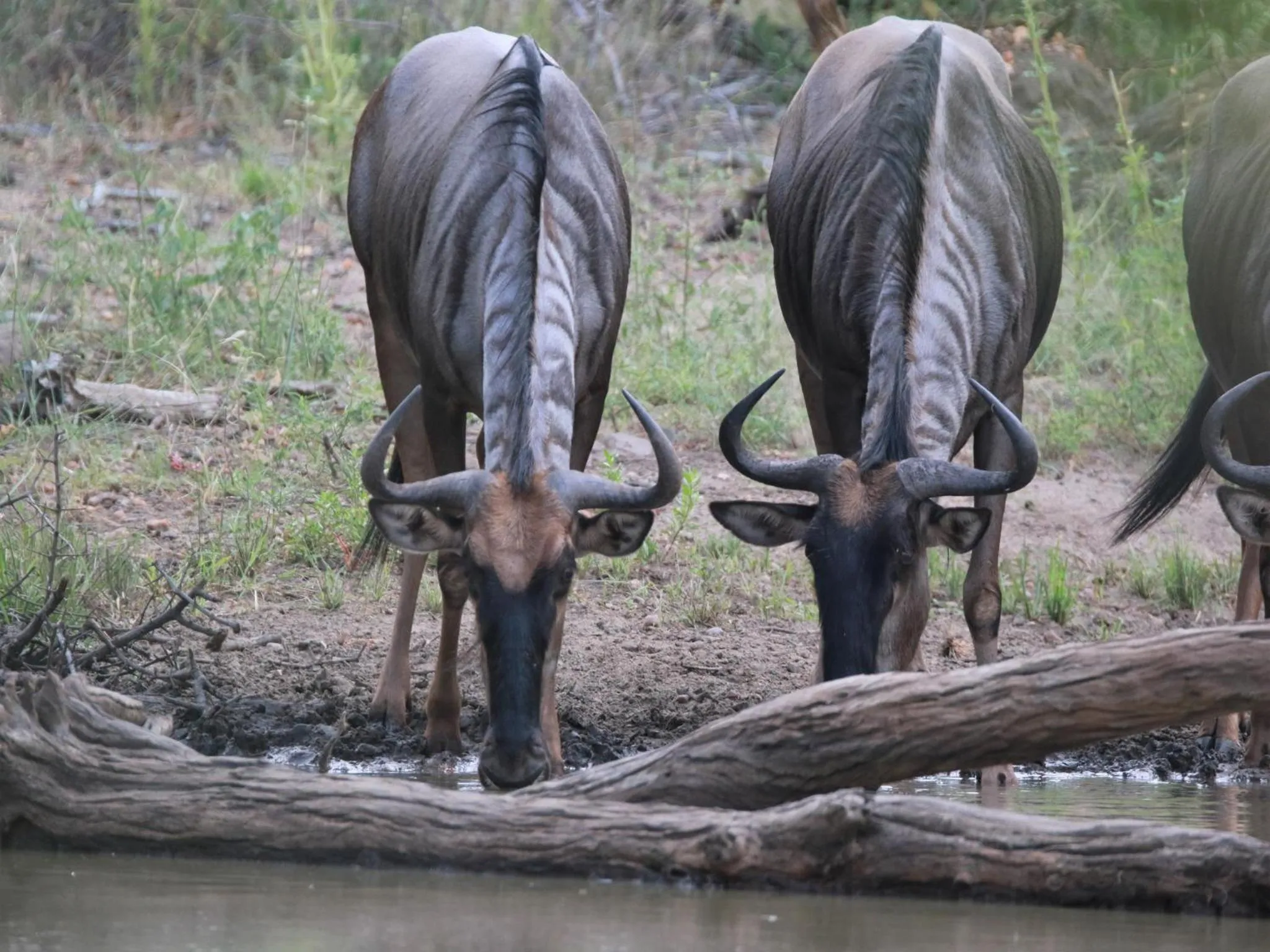 Natural landscape in Makumu Private Game Lodge