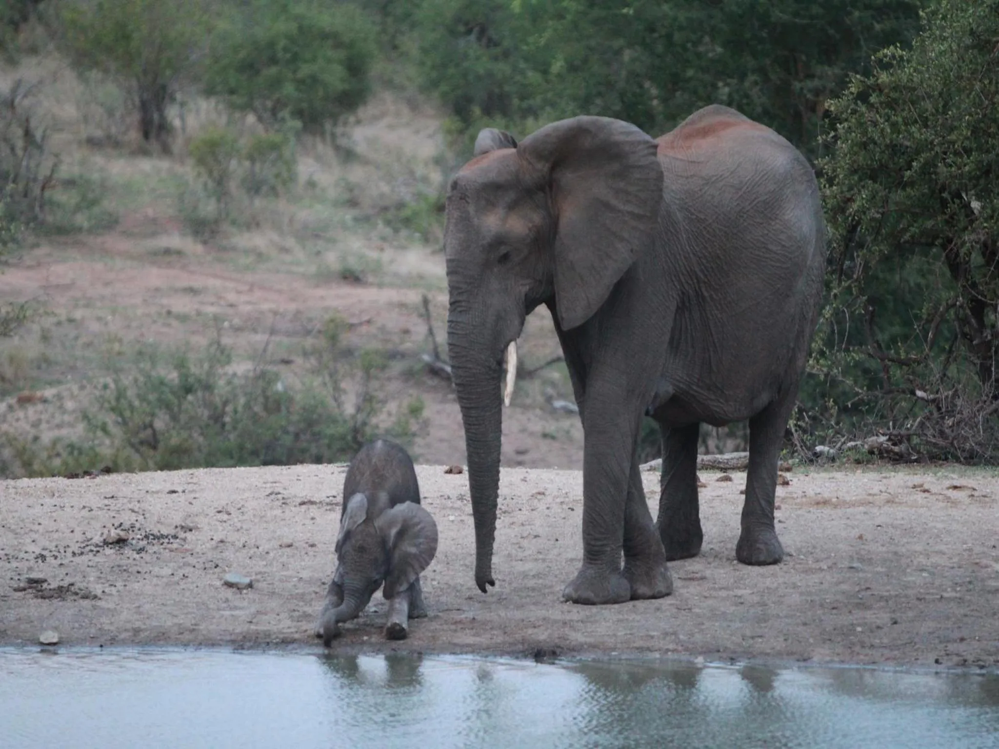 Natural landscape in Makumu Private Game Lodge