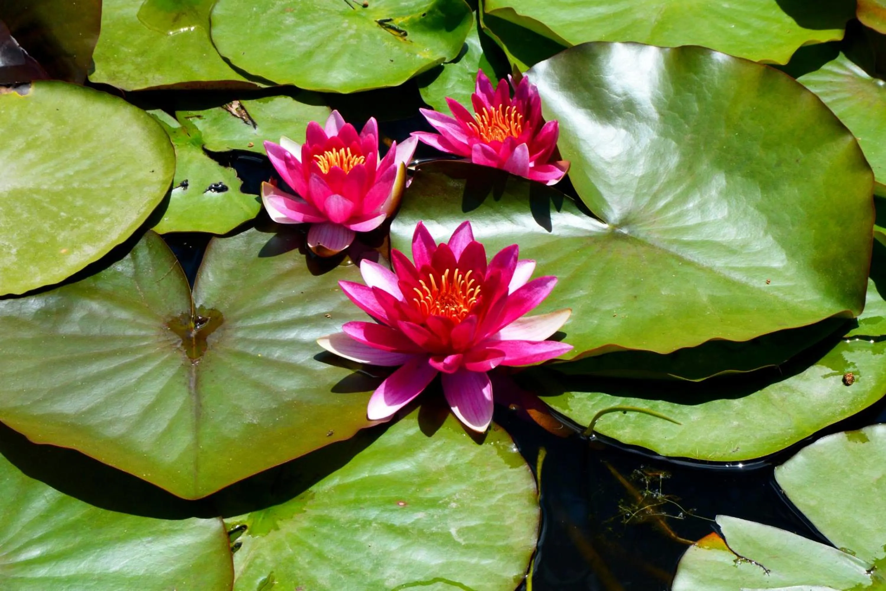 Garden in Edenbrook Country Manor