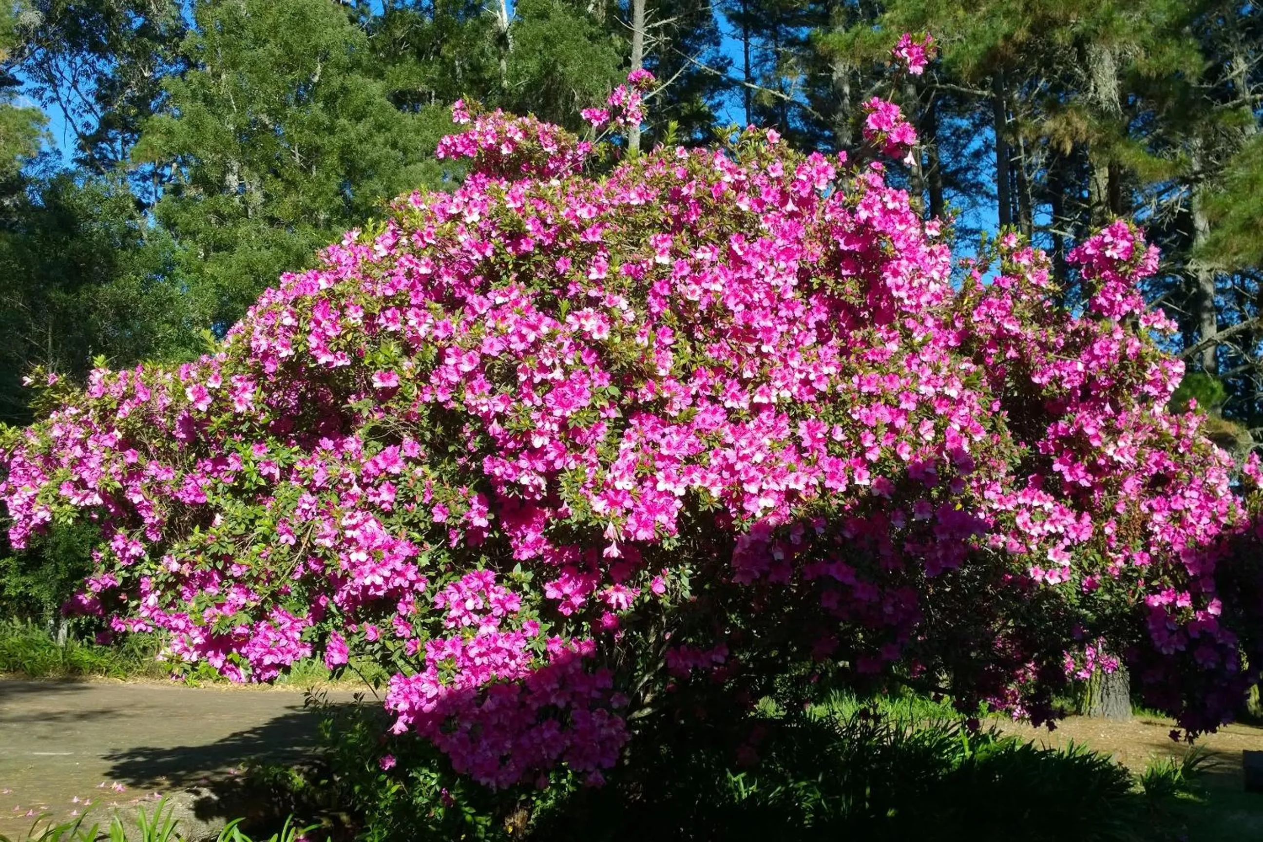 Garden in Edenbrook Country Manor