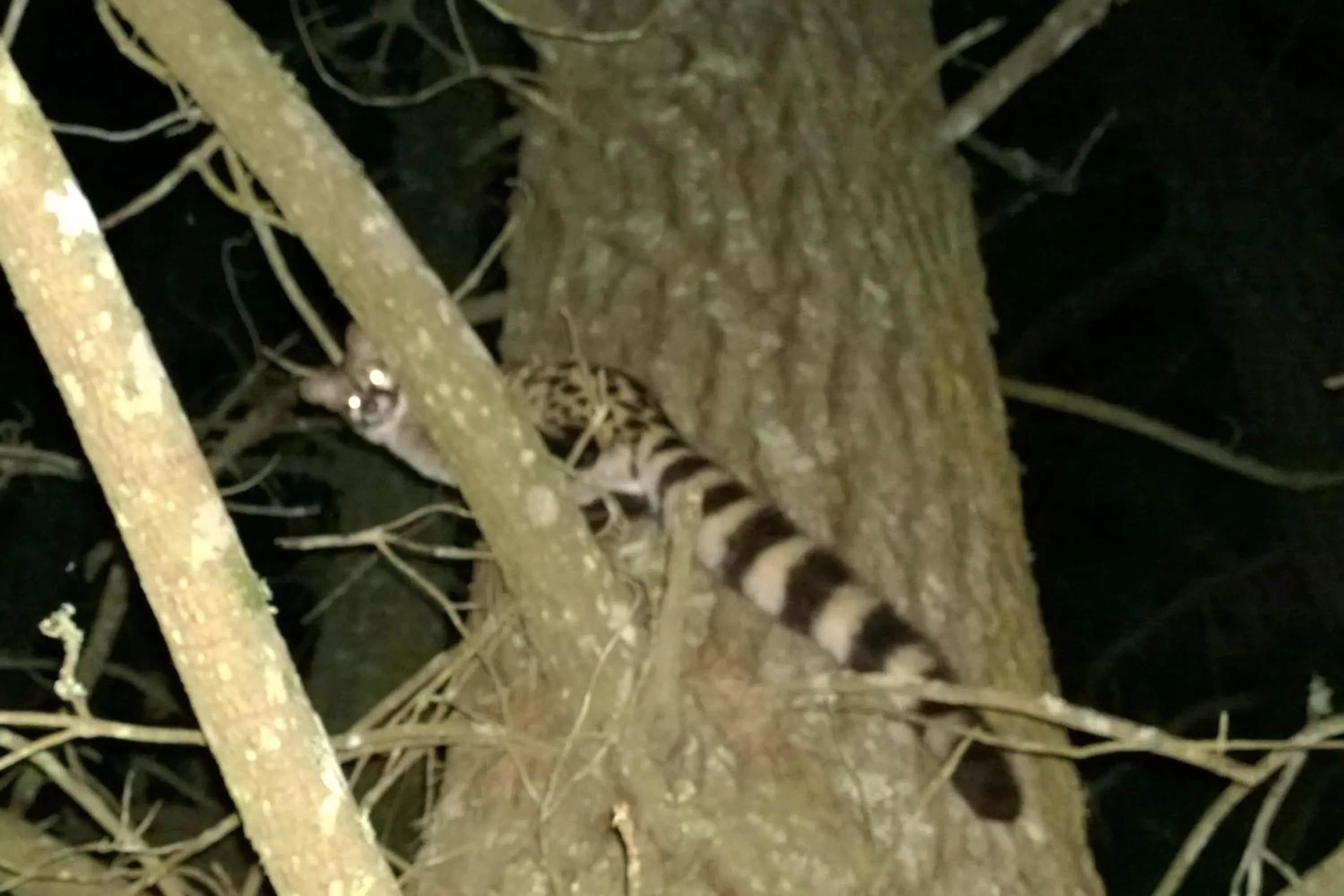 Animals in Edenbrook Country Manor