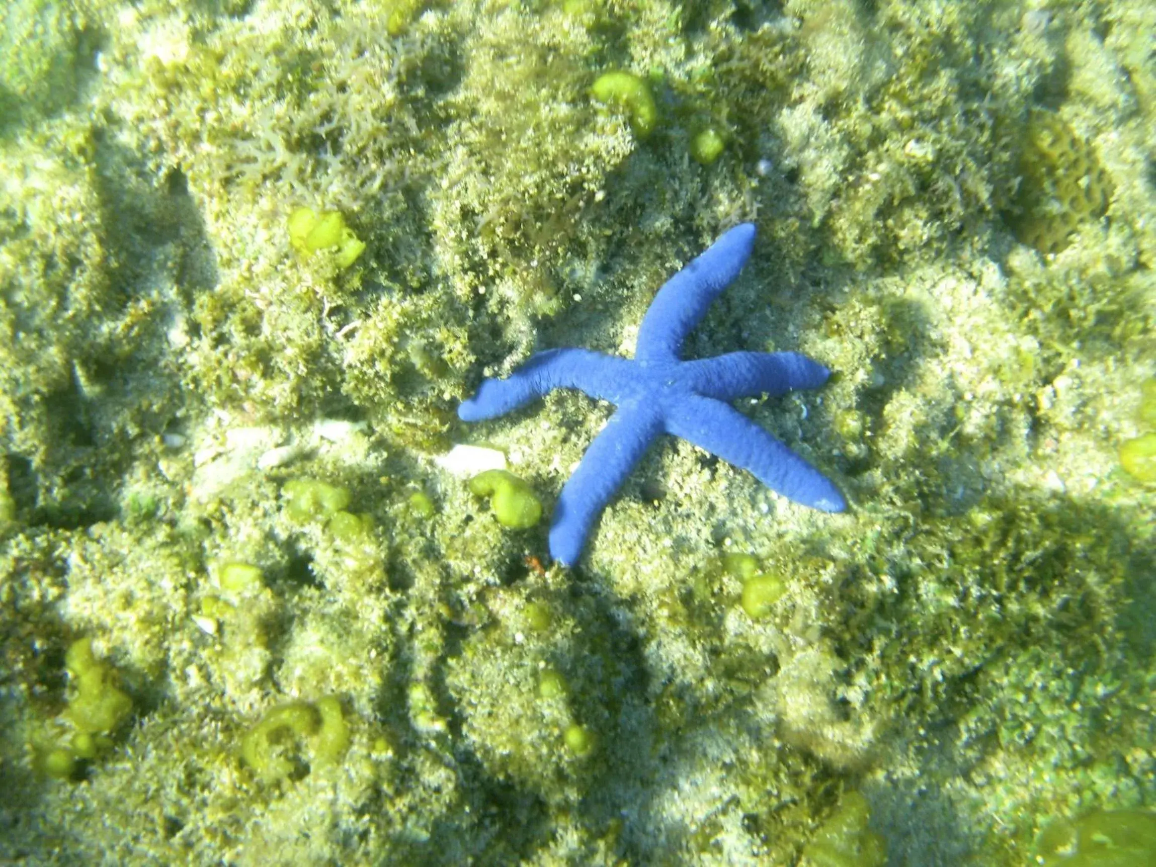 Snorkeling in Blue Seastar Cottages Snorkeling in Blue Seastar Cottages