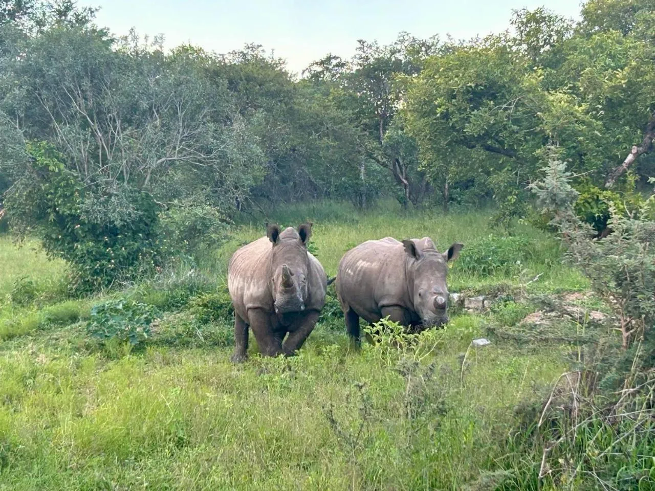 Animals in AM Lodge - Hoedspruit