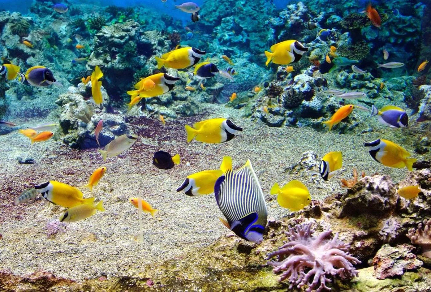 Activities in Pension TE MITI - PLAGE-BEACH 200m - Mahana Parc & Vaiava Beach pk18 - B&B CHAMBRES ou DORTOIR