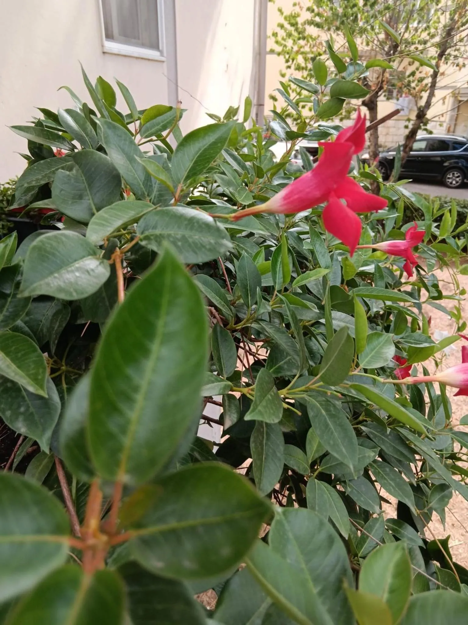 Spring in Le Comunicazioni