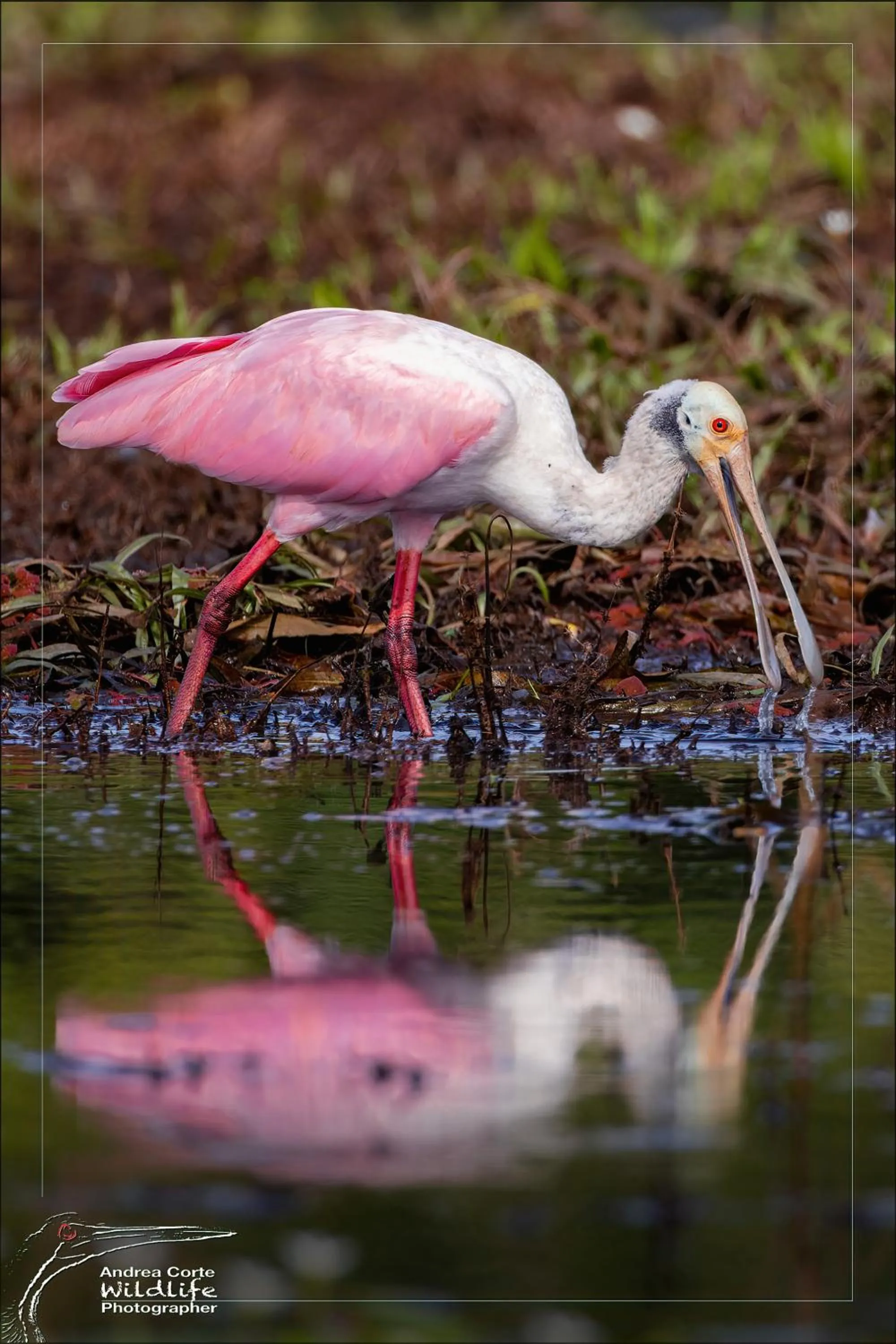 Activities in Hotel de Campo Caño Negro