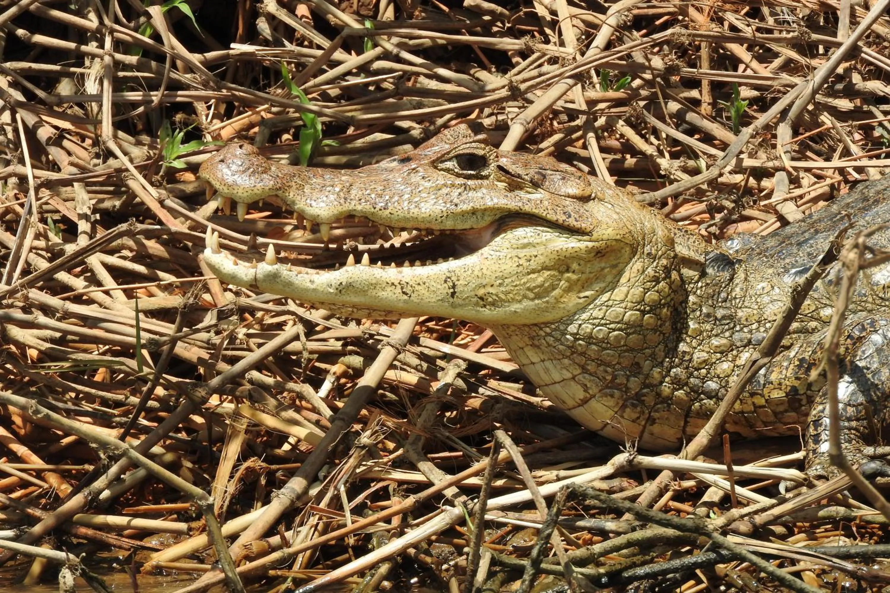 Animals in Hotel de Campo Caño Negro