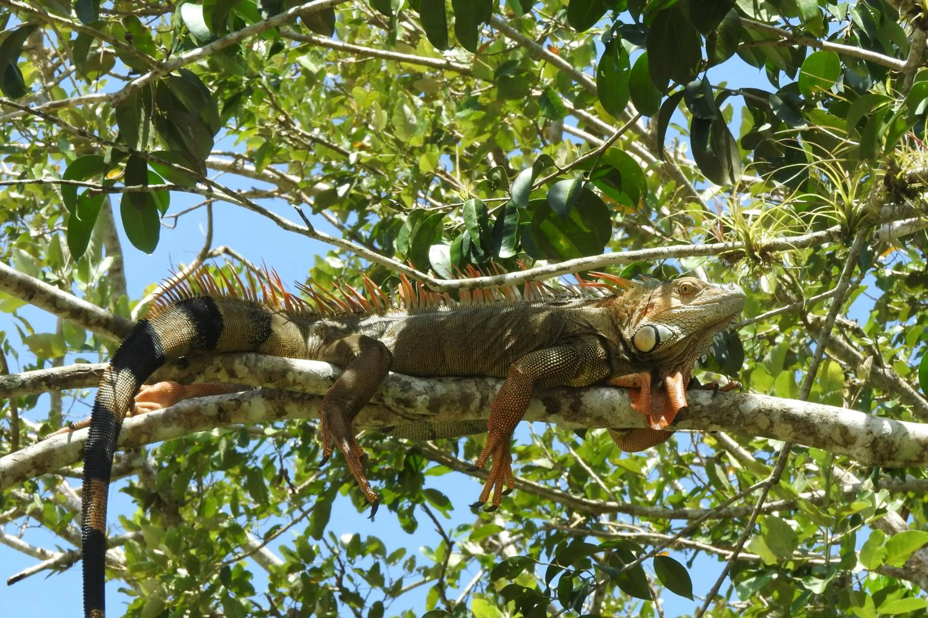 Garden in Hotel de Campo Caño Negro