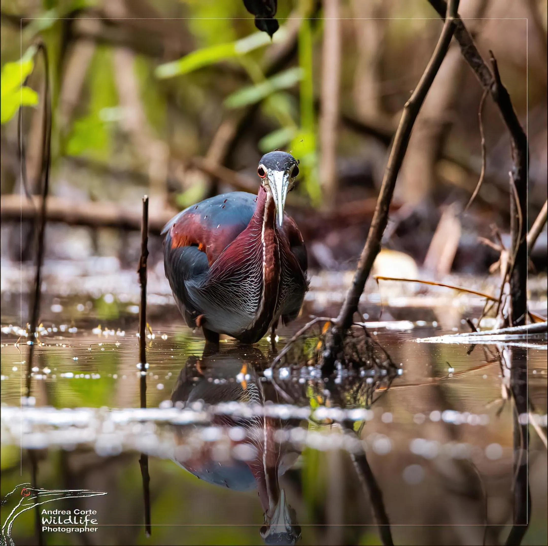 Natural landscape in Hotel de Campo Caño Negro