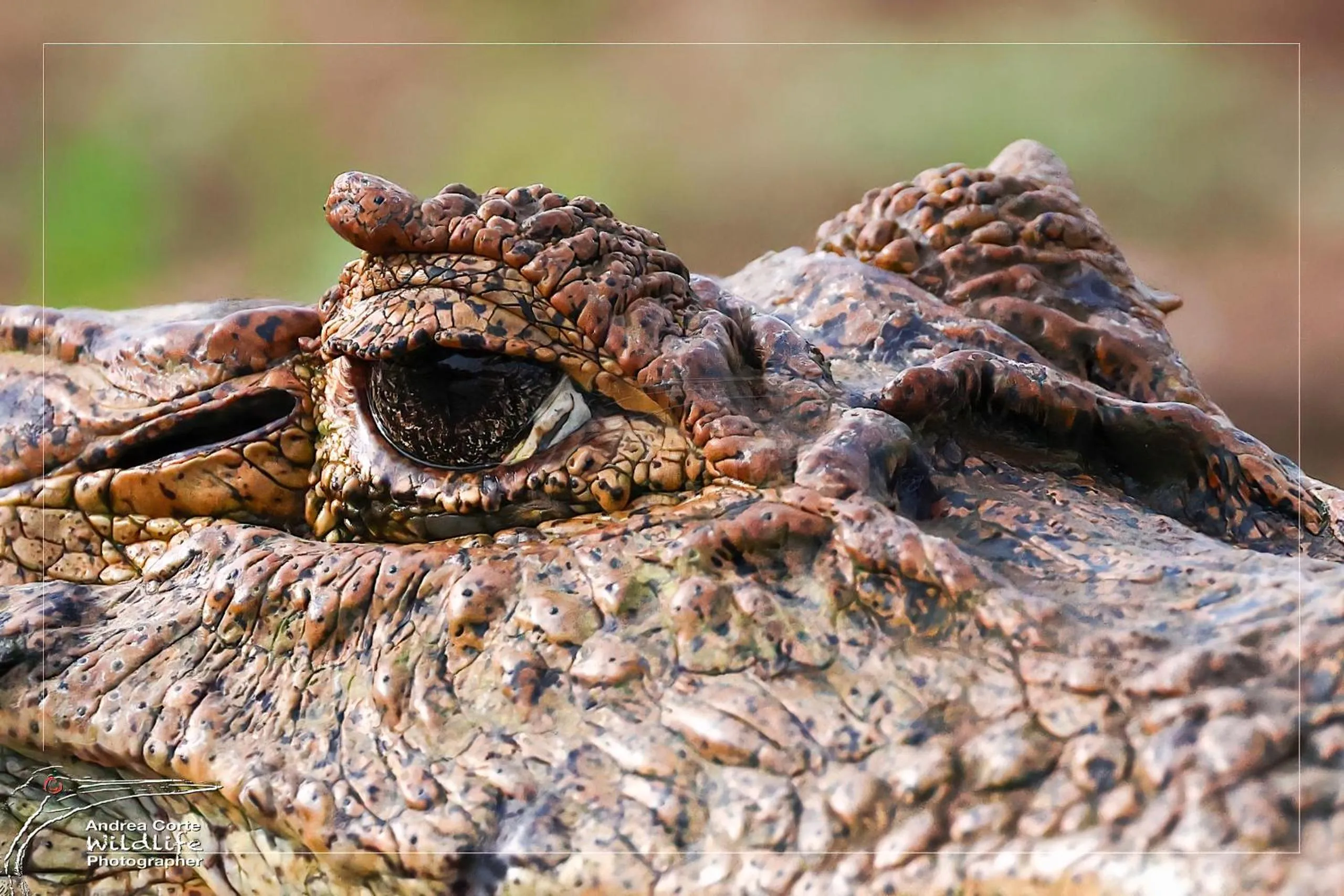 Activities in Hotel de Campo Caño Negro