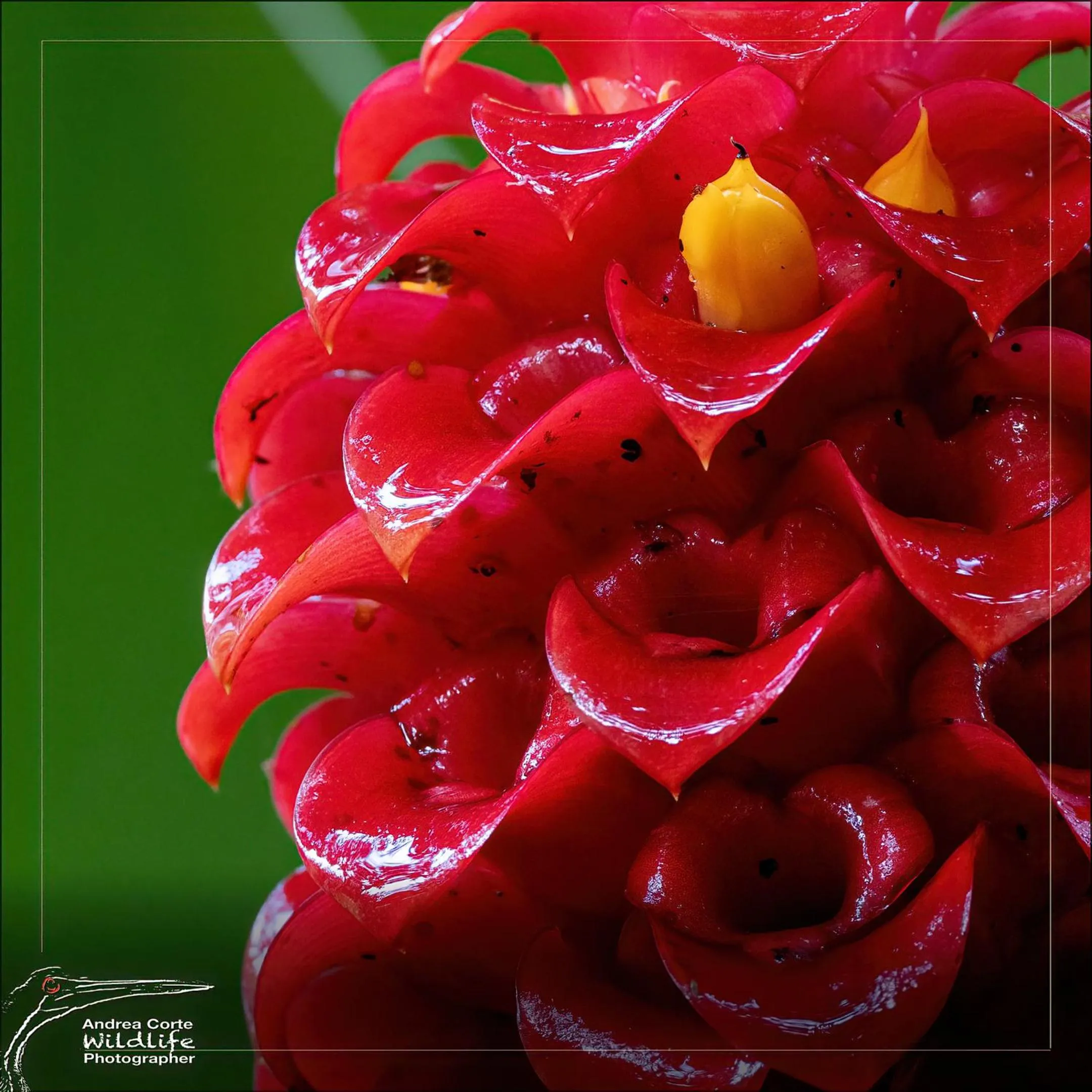 Garden in Hotel de Campo Caño Negro