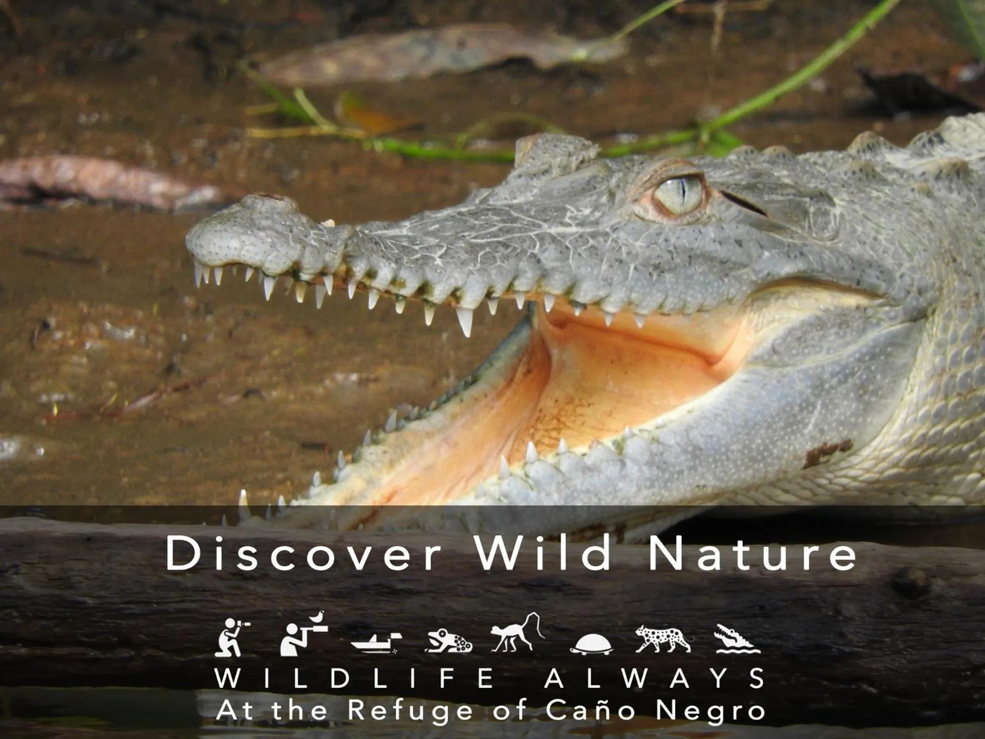 Activities in Hotel de Campo Caño Negro