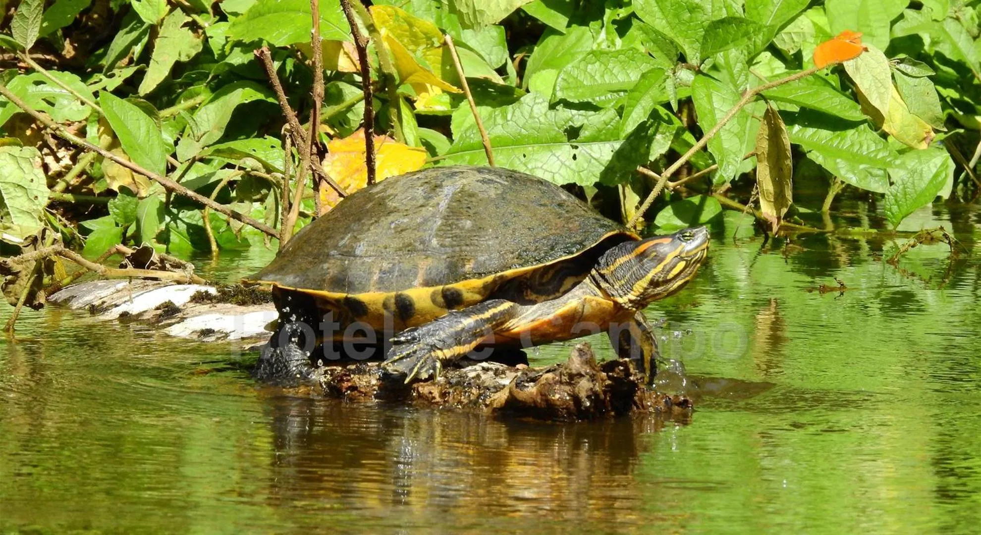 Natural landscape in Hotel de Campo Caño Negro