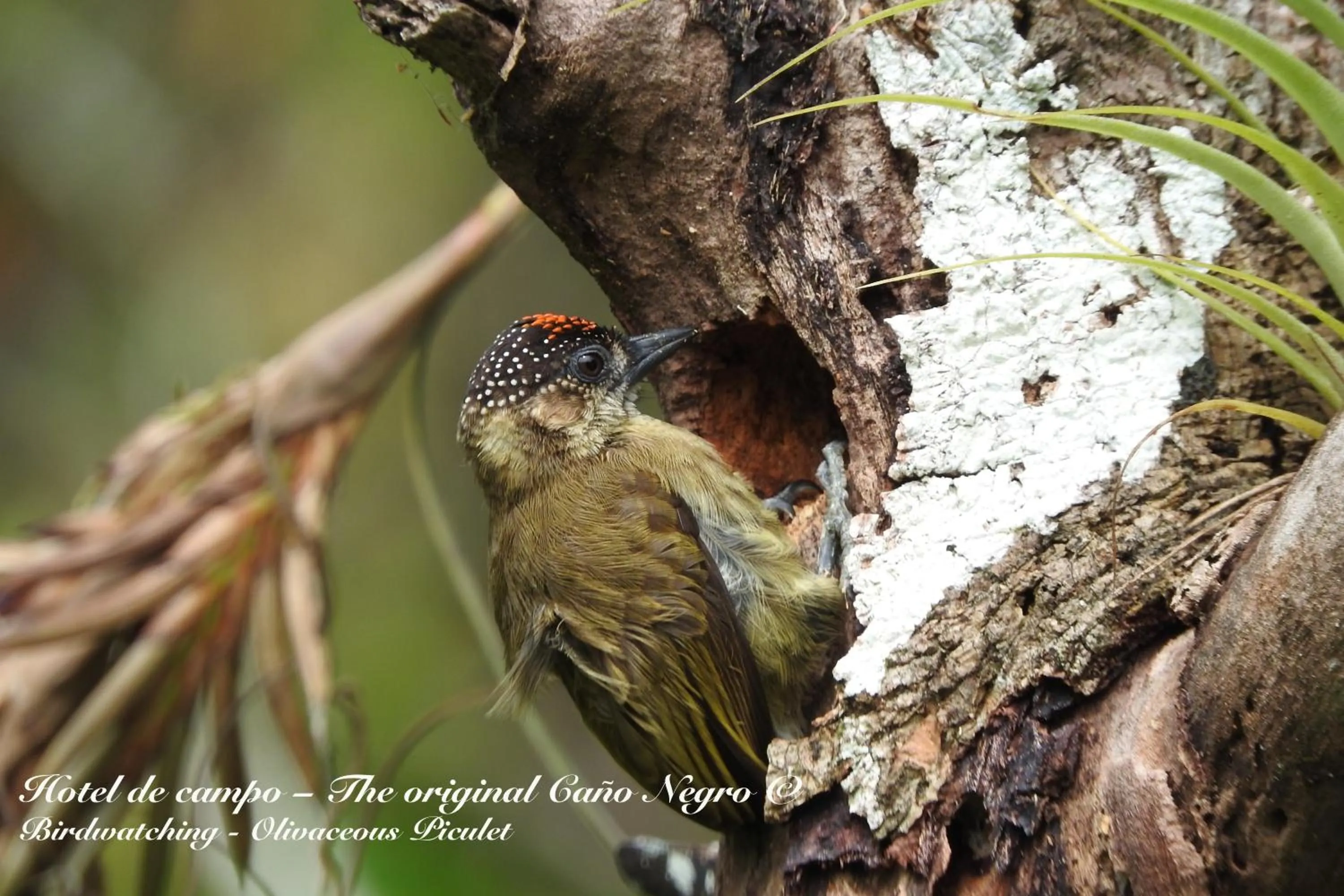 Animals in Hotel de Campo Caño Negro