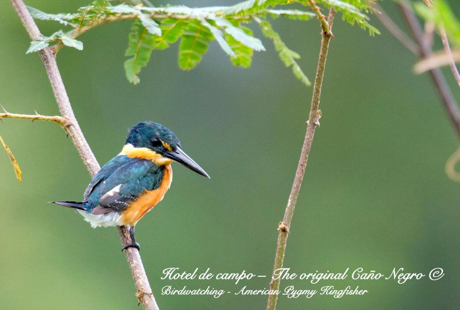 Animals in Hotel de Campo Caño Negro