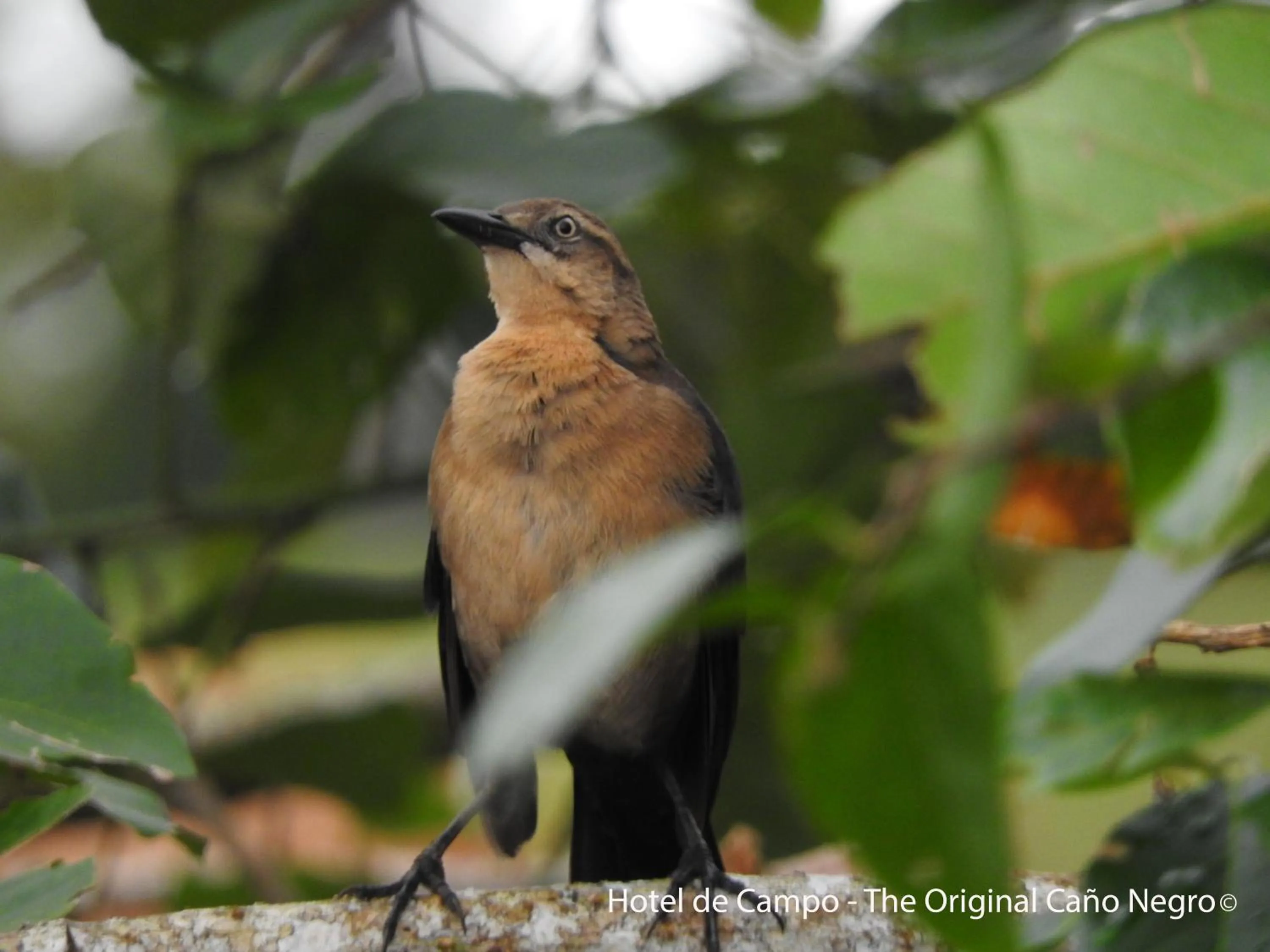 Animals in Hotel de Campo Caño Negro