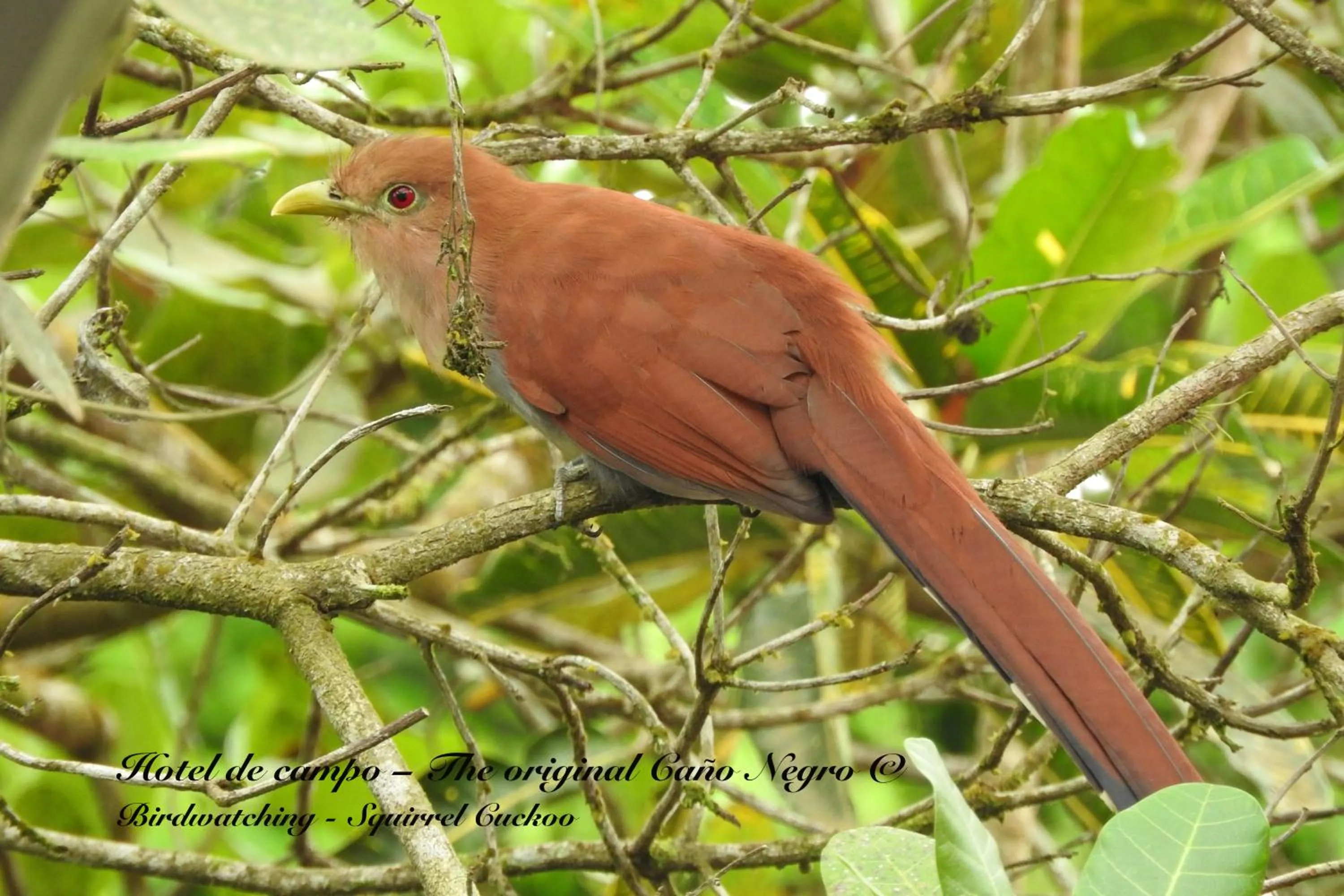 Animals in Hotel de Campo Caño Negro