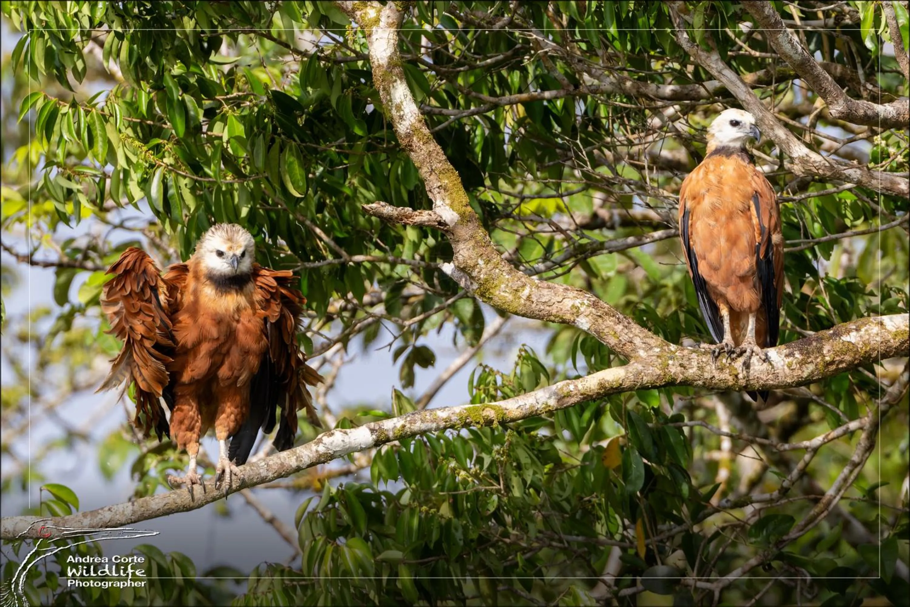 Natural landscape in Hotel de Campo Caño Negro