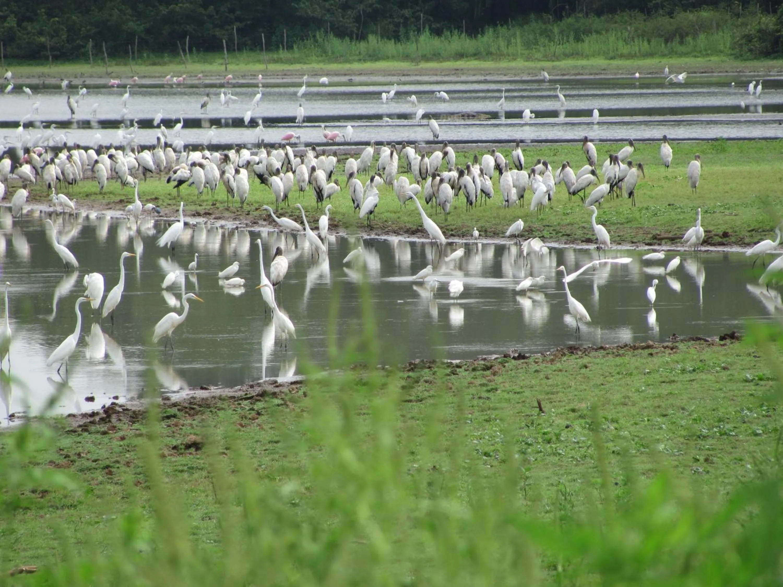 Bird's eye view in Hotel de Campo Caño Negro