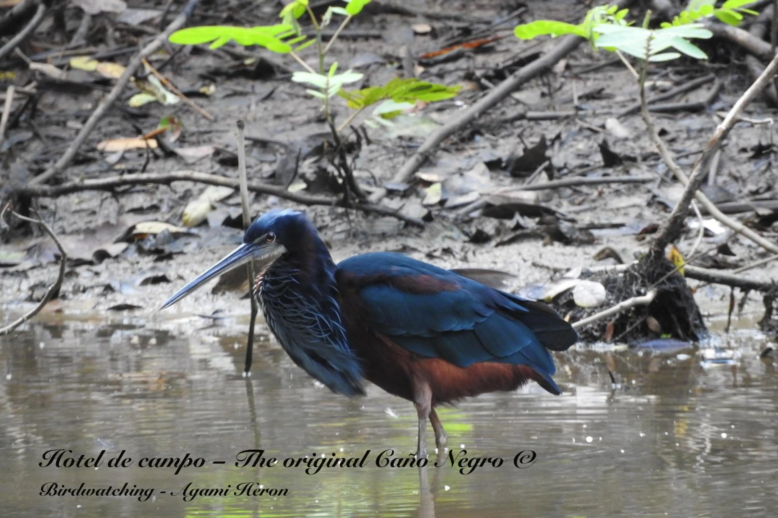 Animals in Hotel de Campo Caño Negro