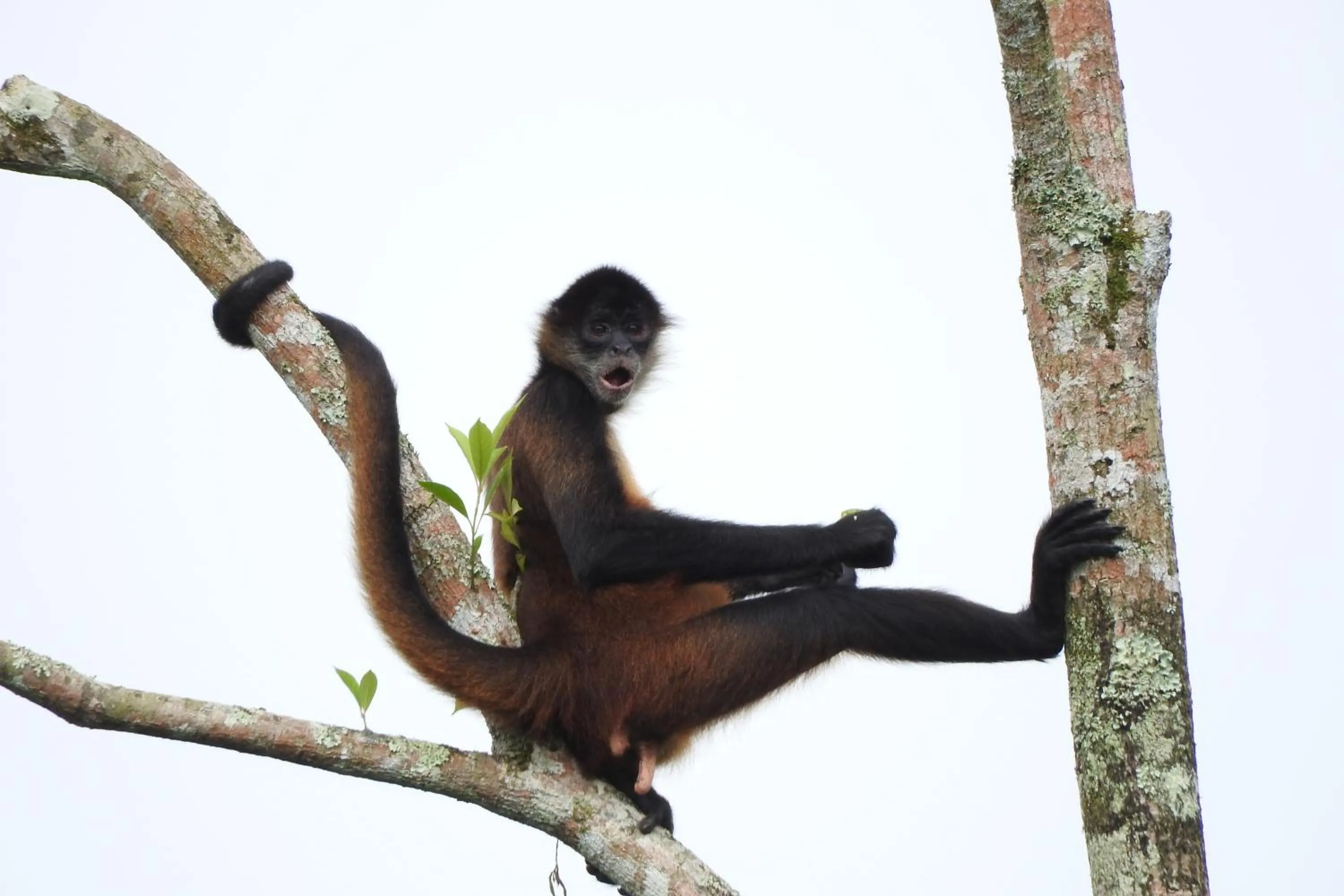 Animals in Hotel de Campo Caño Negro