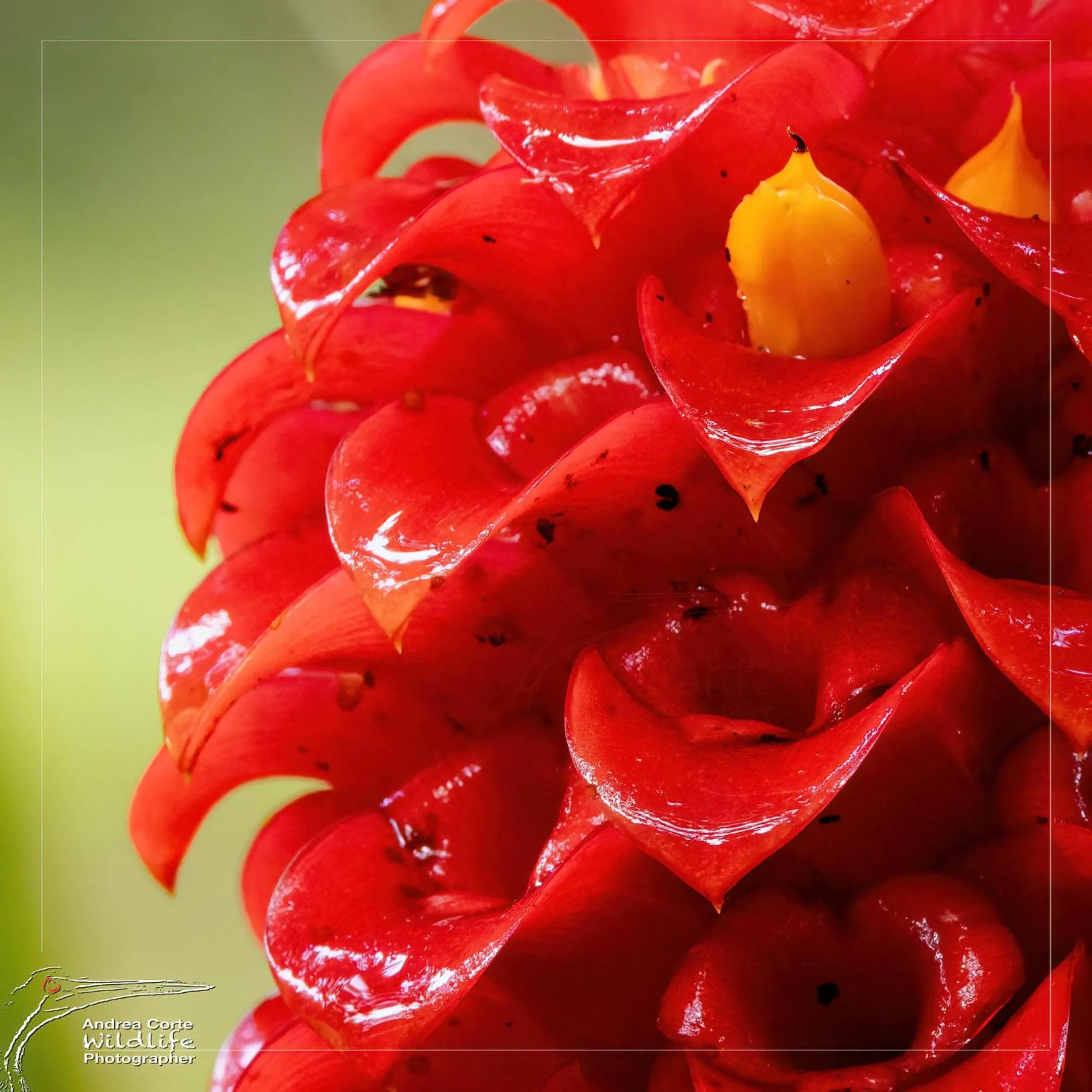 Garden in Hotel de Campo Caño Negro