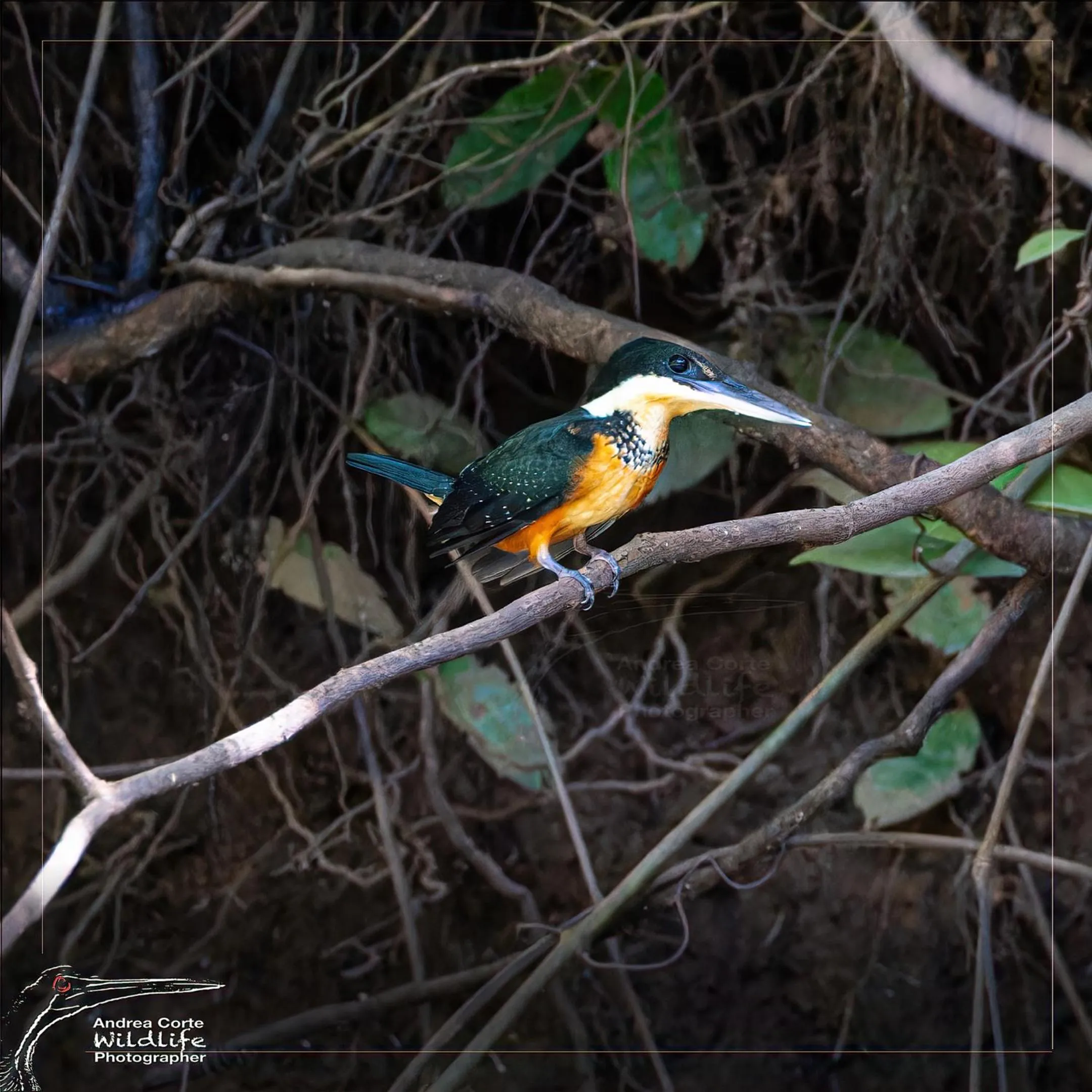 Activities in Hotel de Campo Caño Negro