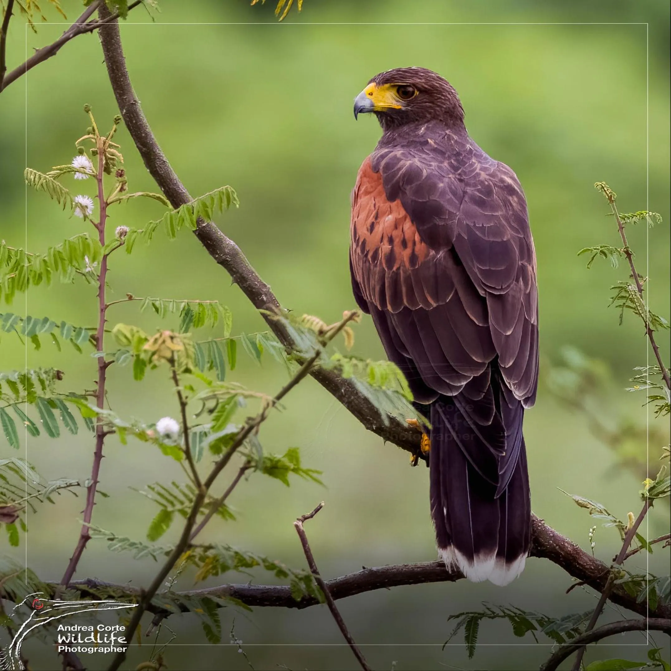 Activities in Hotel de Campo Caño Negro