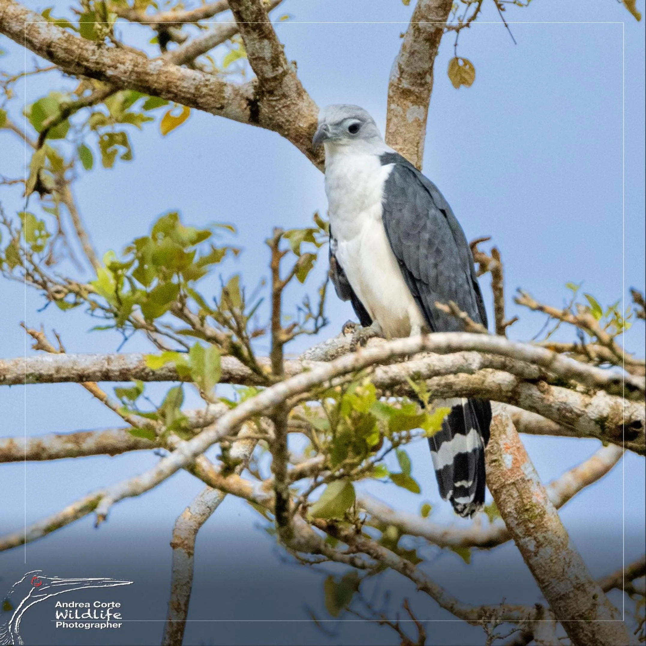 Activities in Hotel de Campo Caño Negro