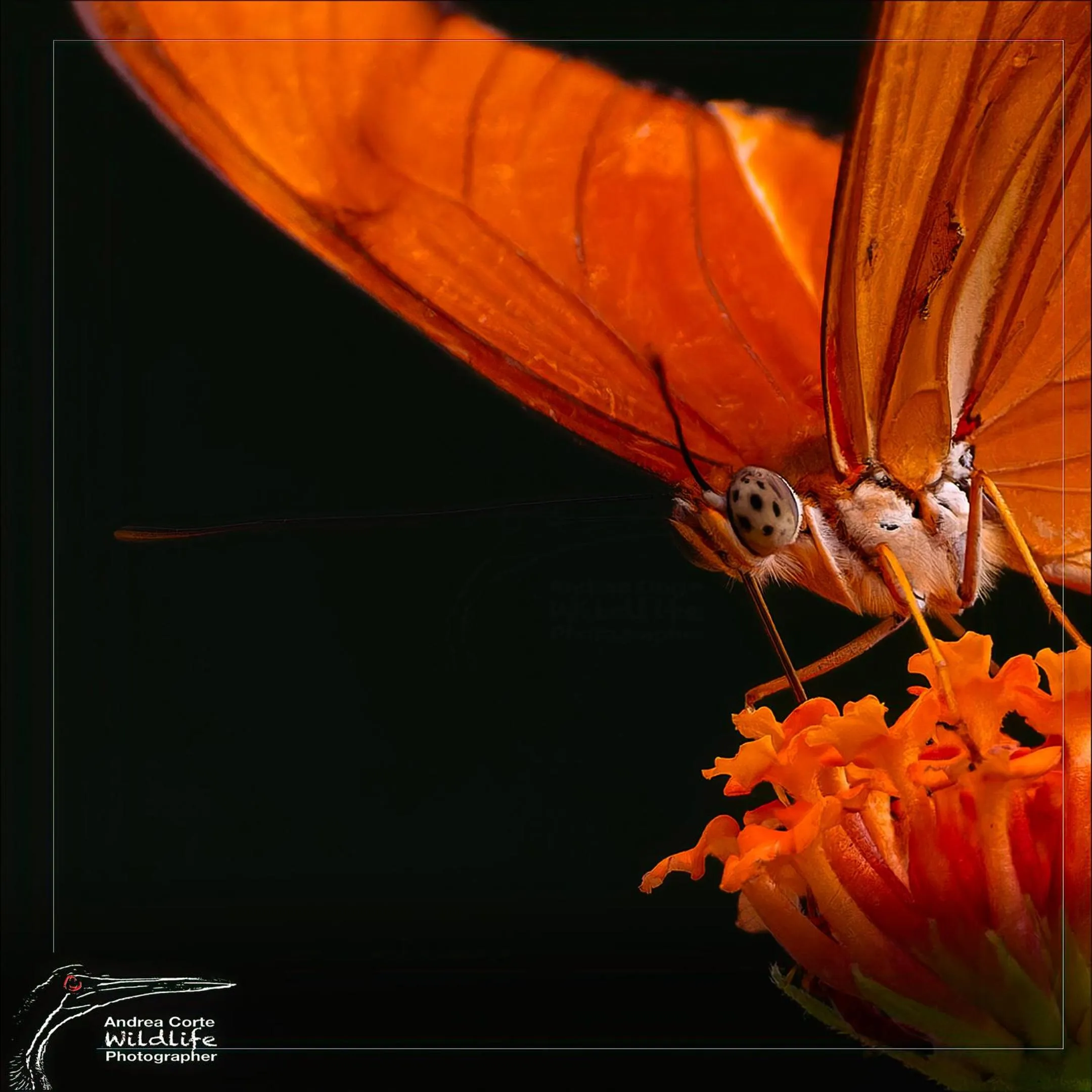 Activities in Hotel de Campo Caño Negro