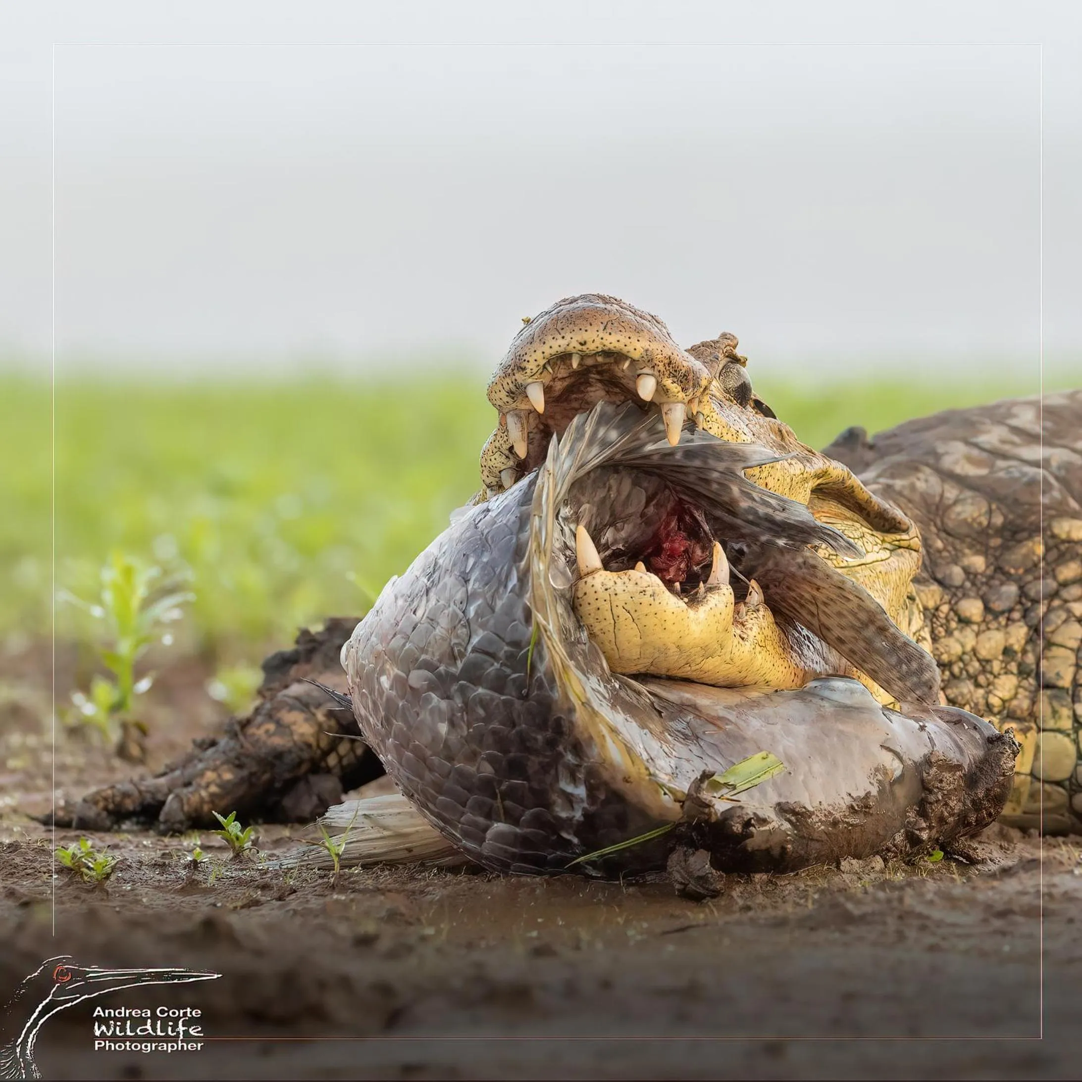 Activities in Hotel de Campo Caño Negro
