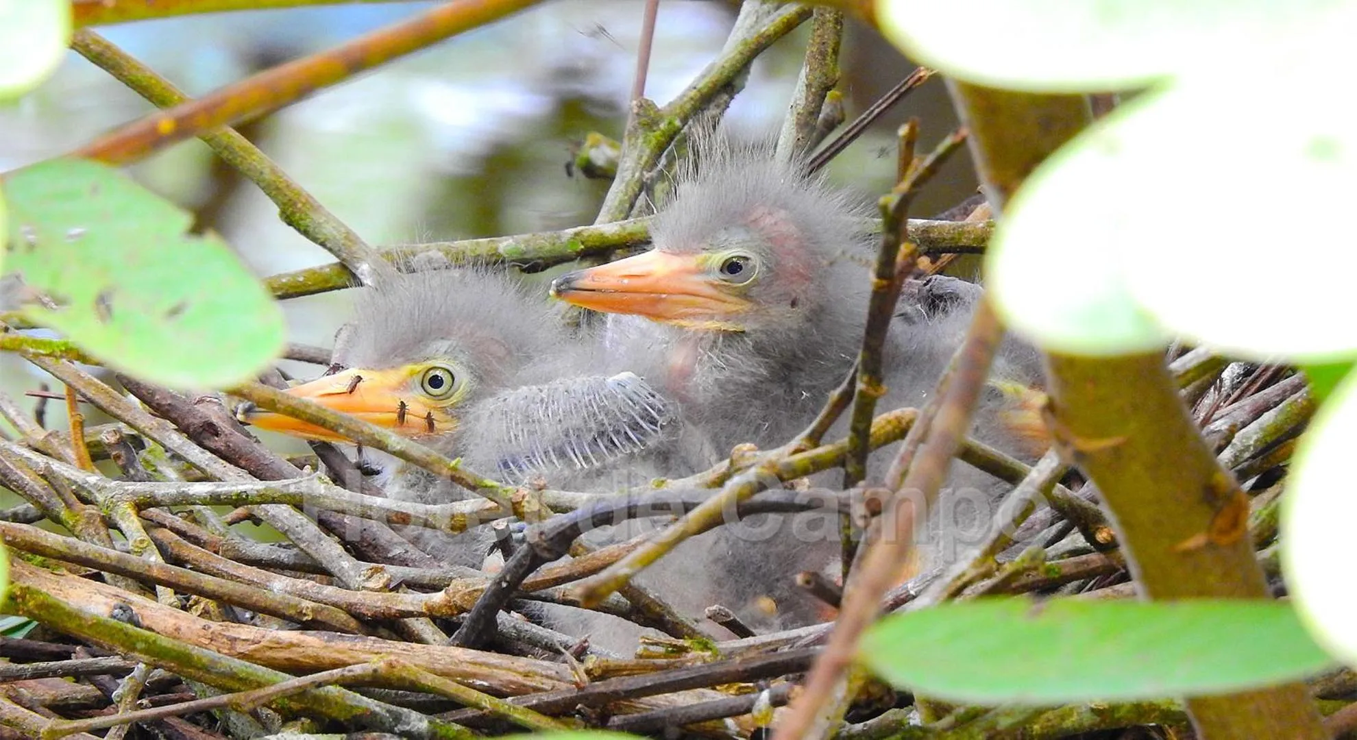 Natural landscape in Hotel de Campo Caño Negro