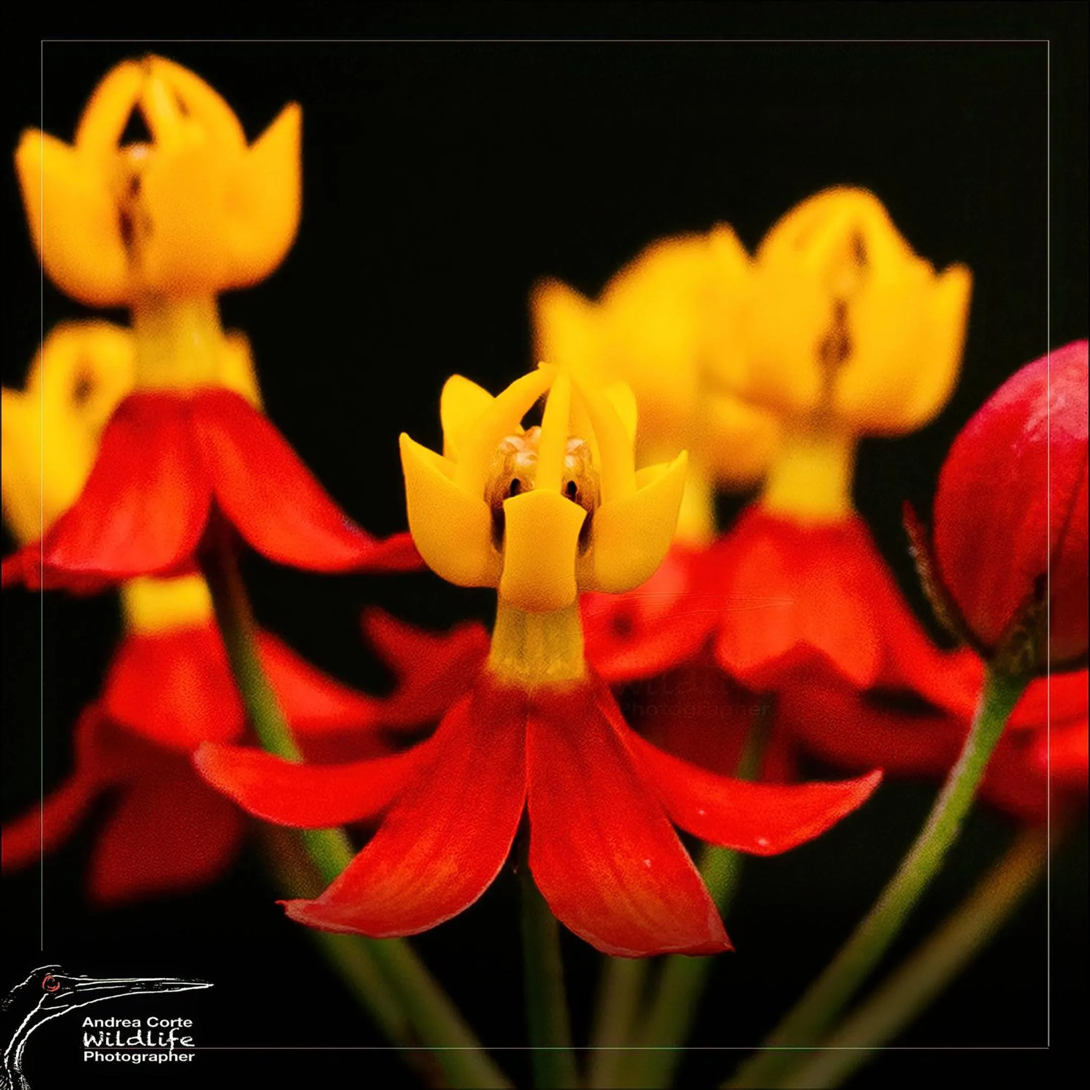 Activities in Hotel de Campo Caño Negro