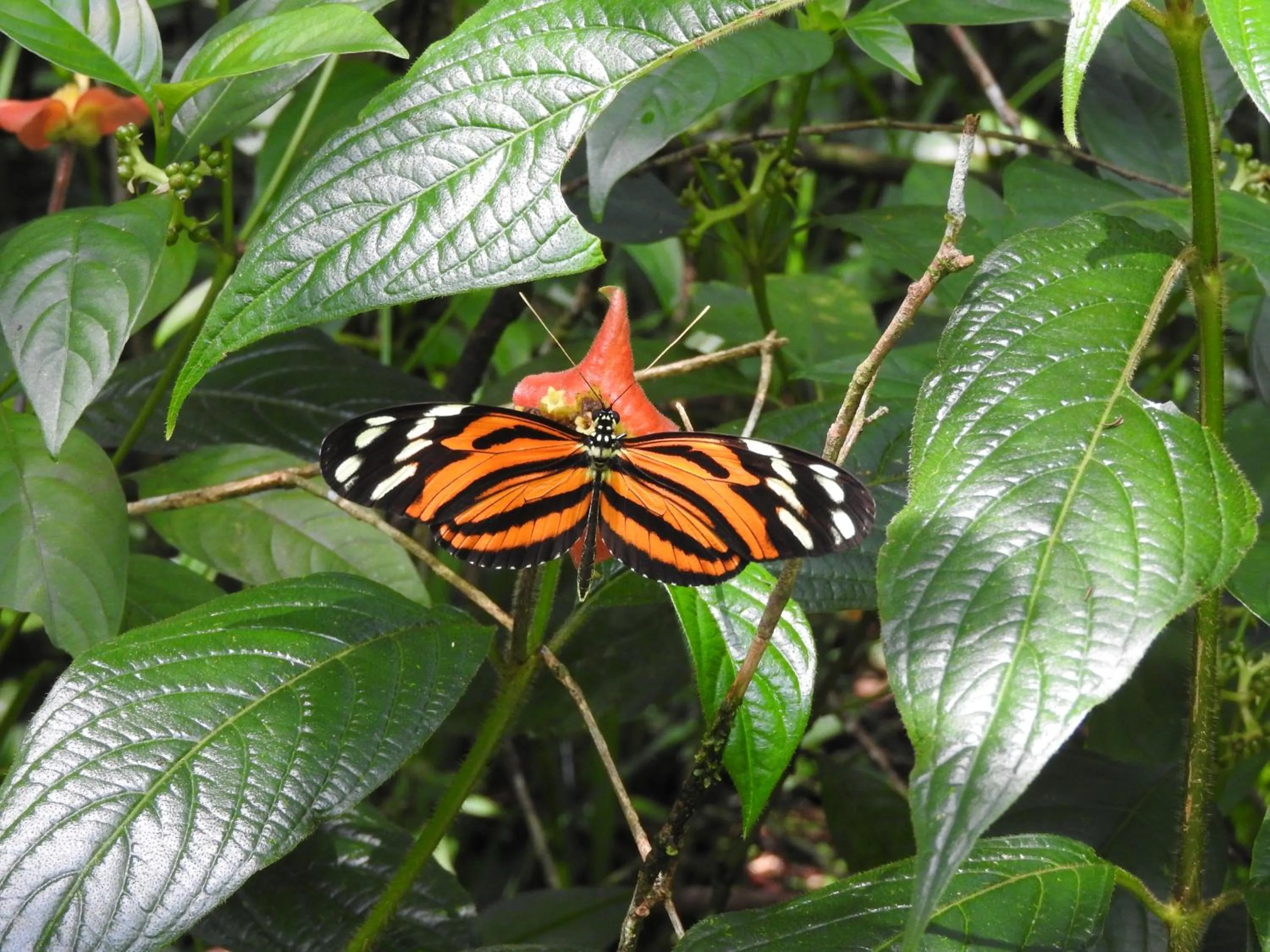 Animals in Hotel de Campo Caño Negro