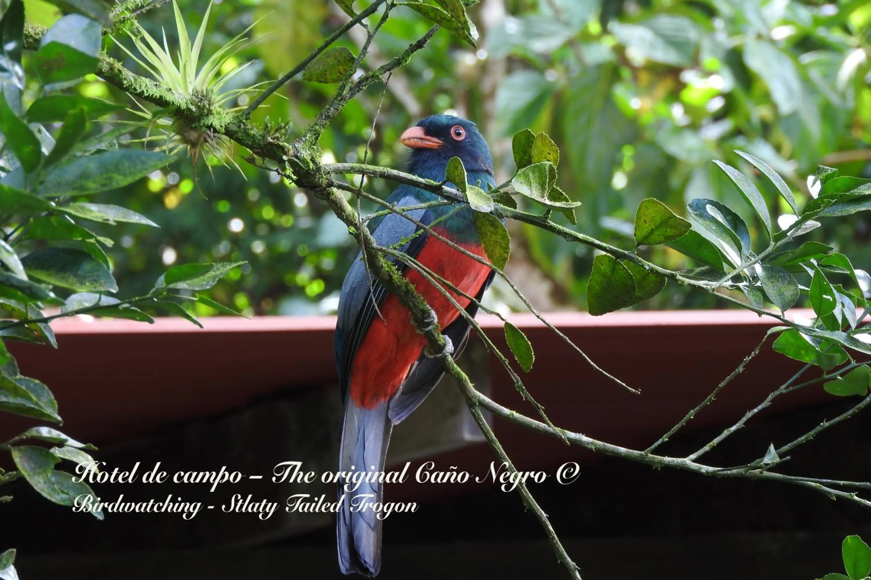 Animals in Hotel de Campo Caño Negro