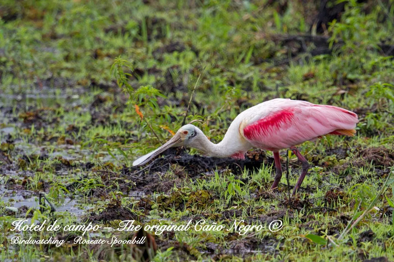 Animals in Hotel de Campo Caño Negro
