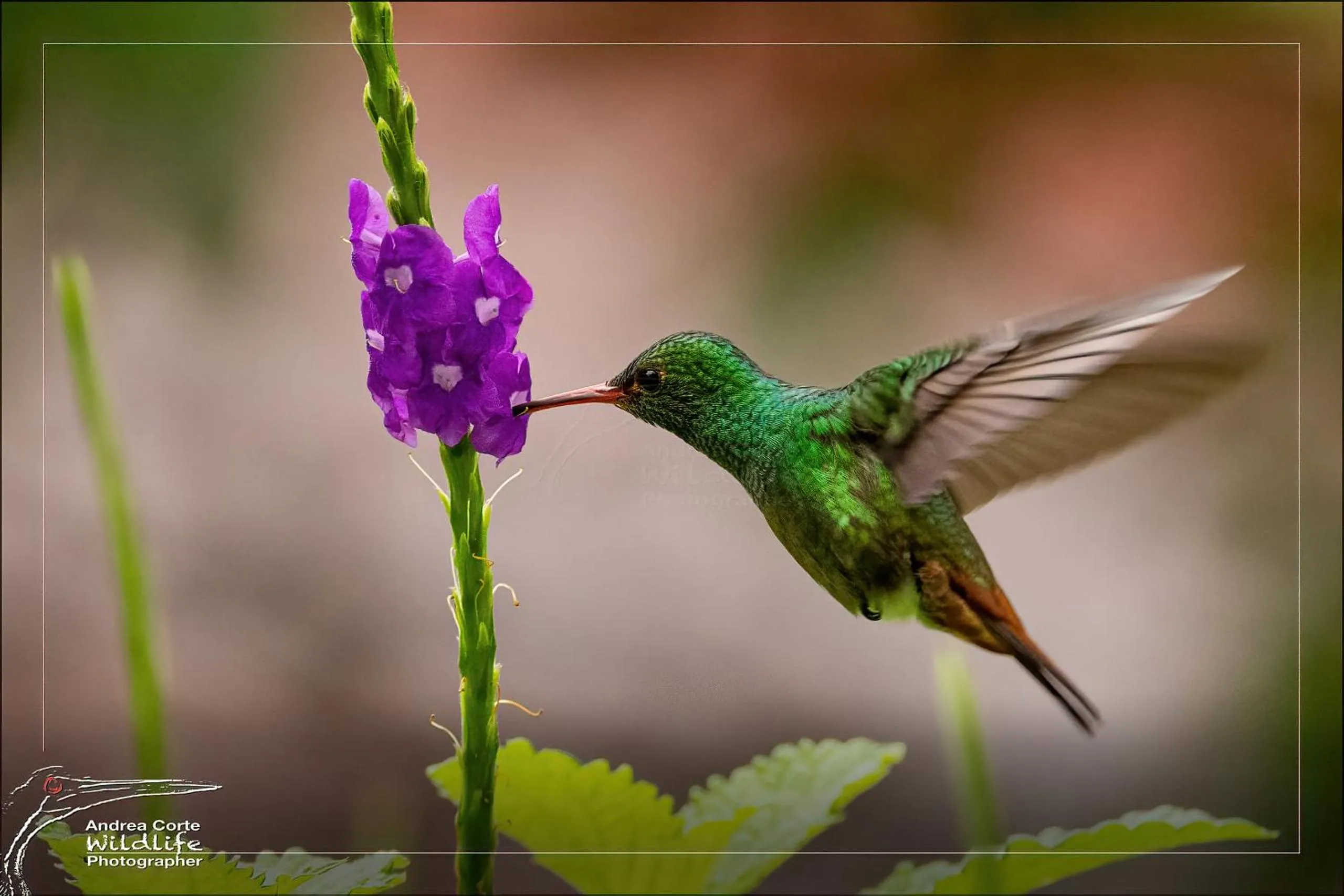 Activities in Hotel de Campo Caño Negro