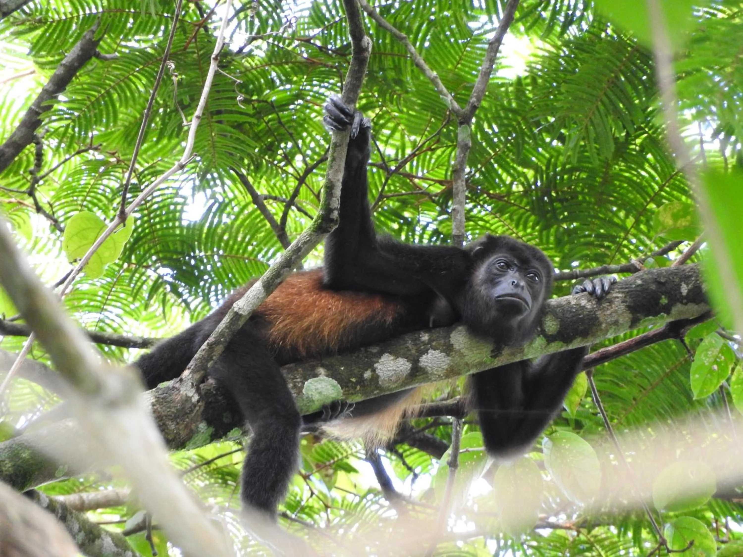 Animals in Hotel de Campo Caño Negro