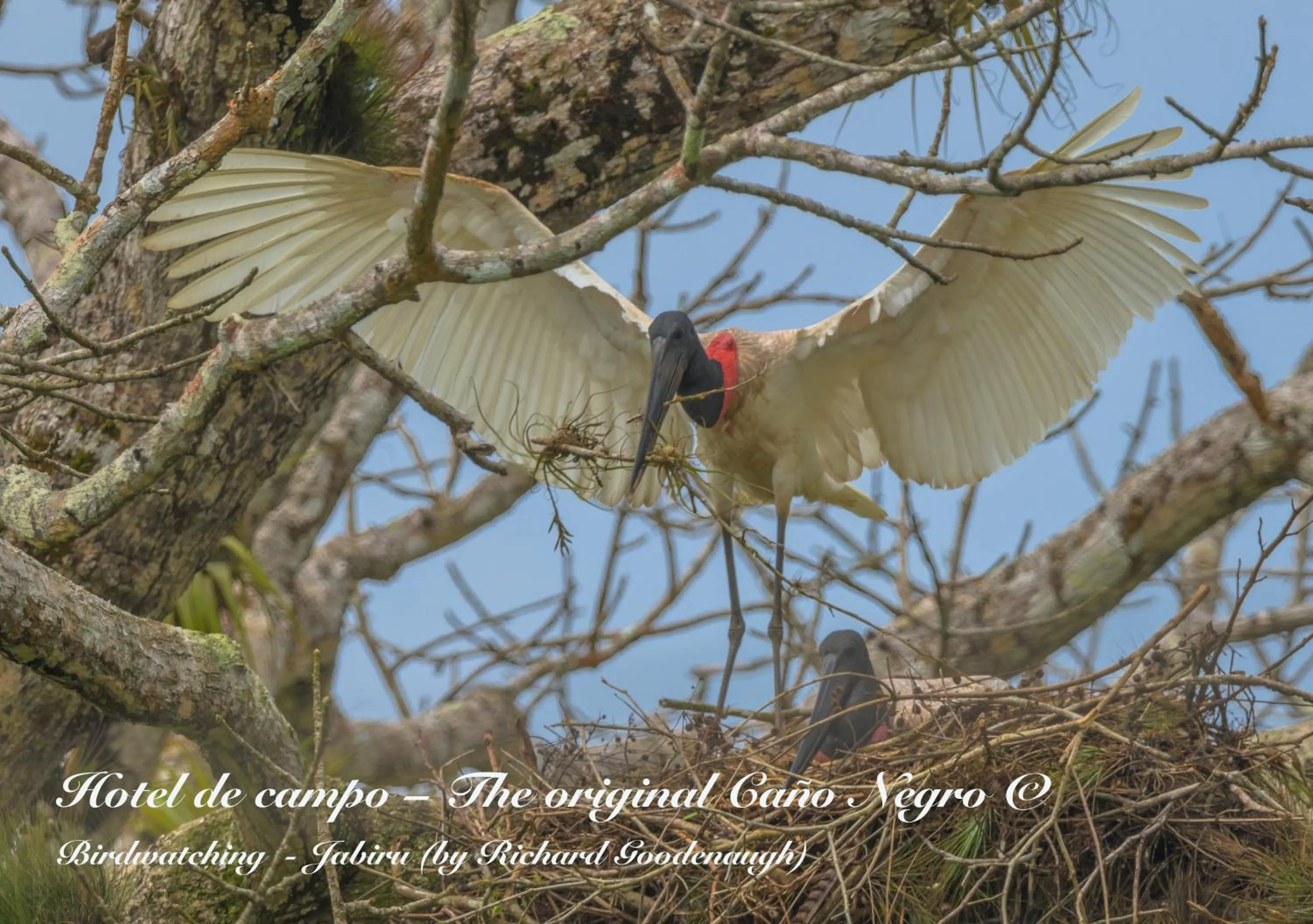 Animals in Hotel de Campo Caño Negro