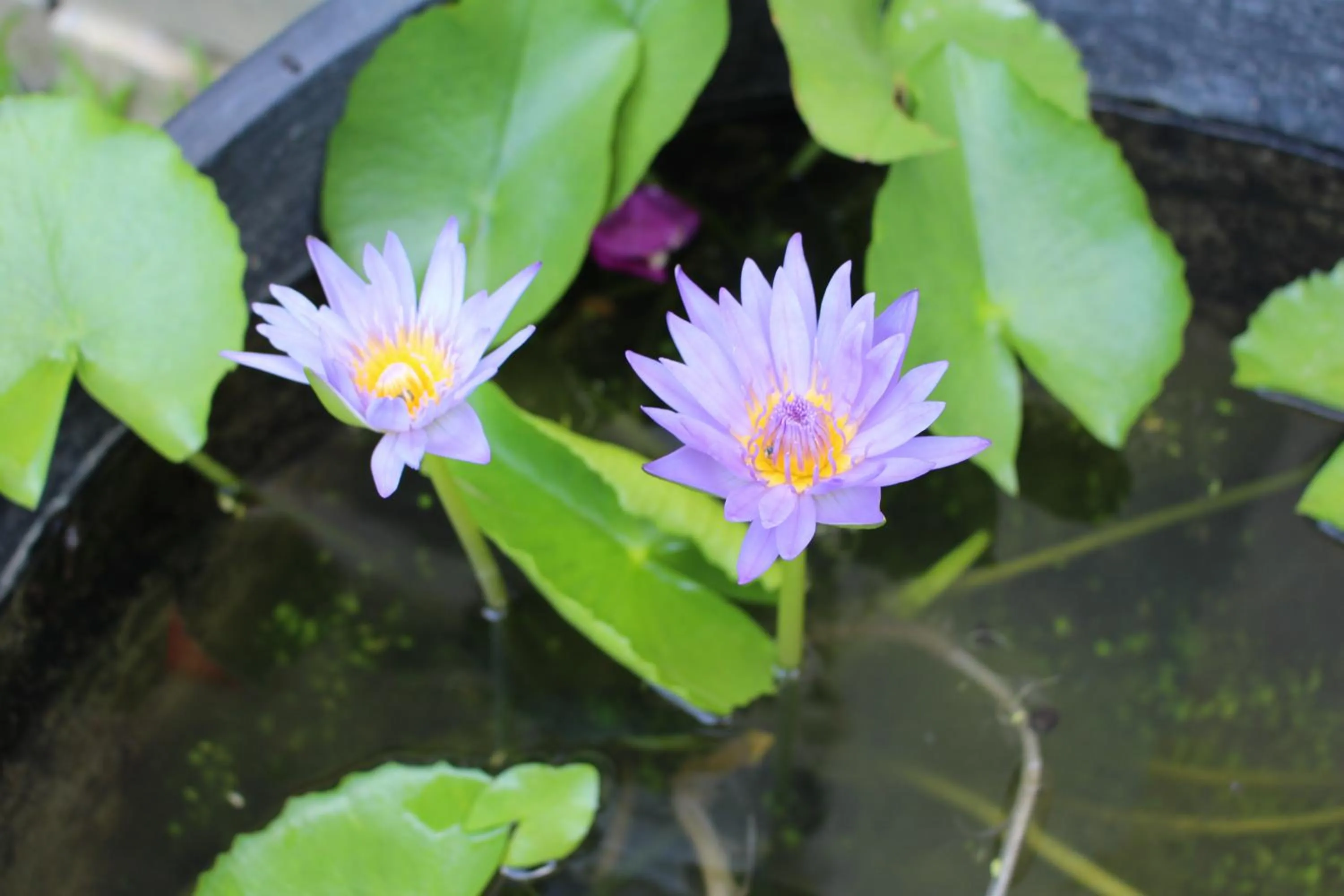 Summer in Phuc Thao Villa