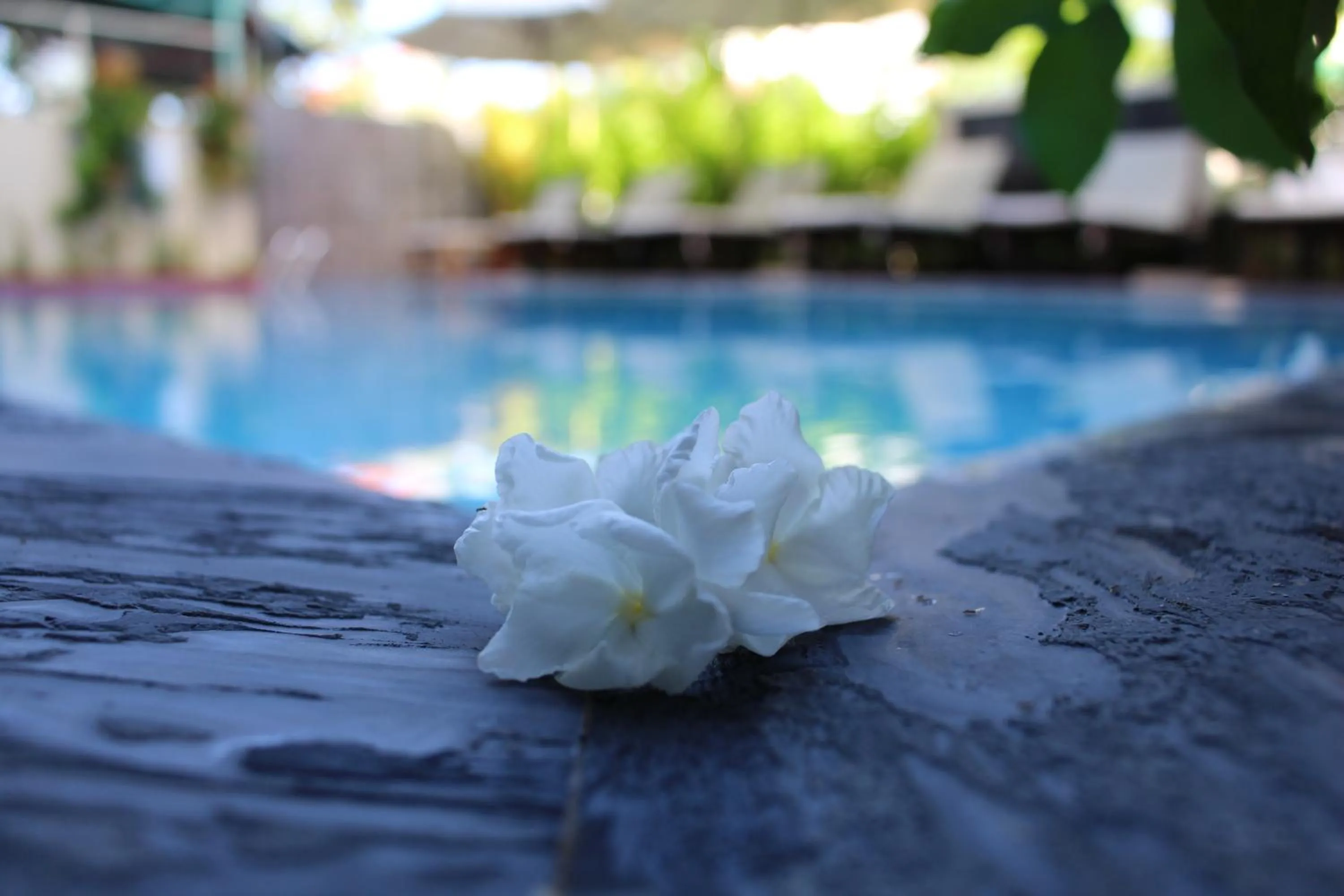 Summer in Phuc Thao Villa