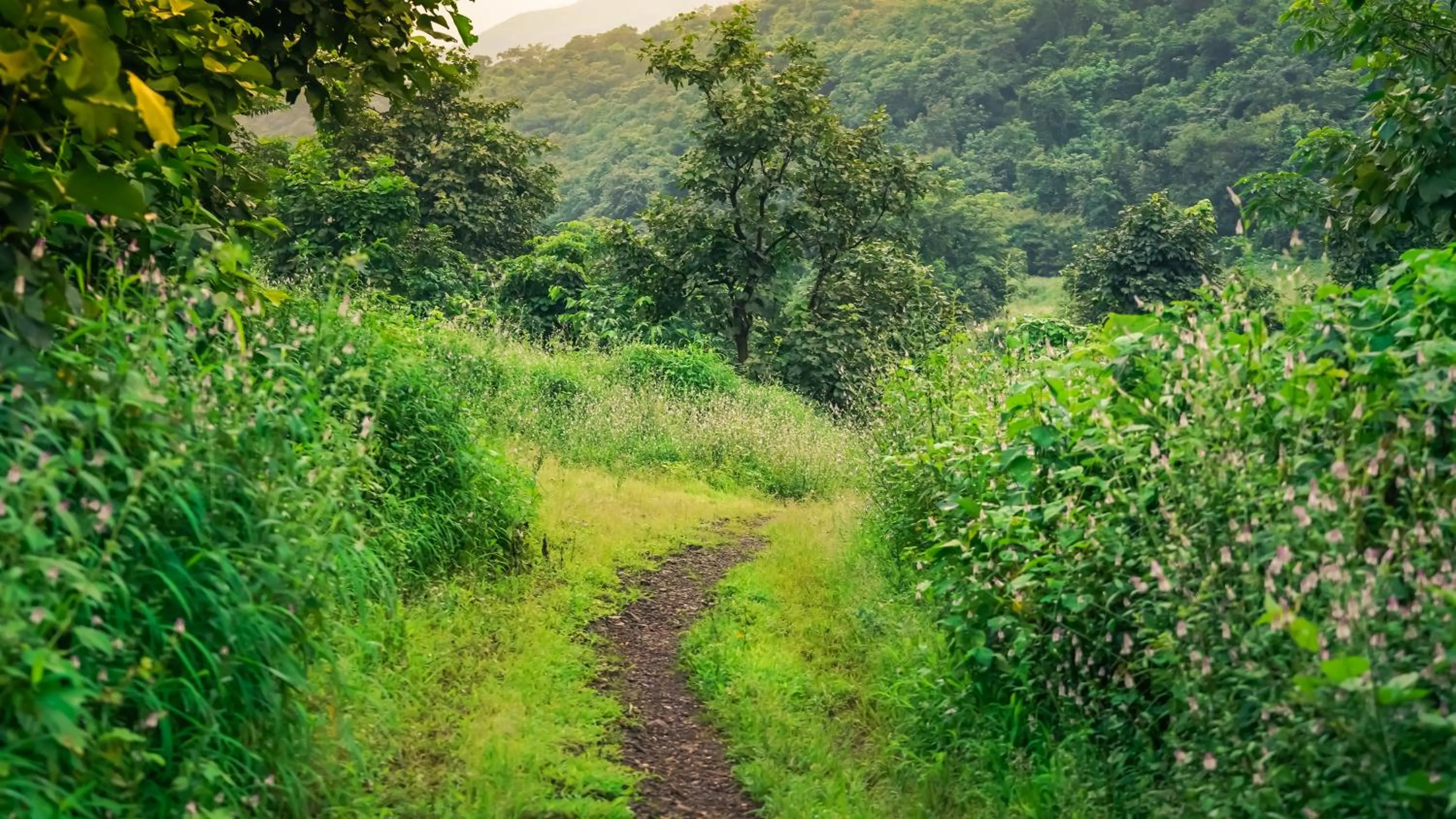 Day in Whispering Peepul Resort