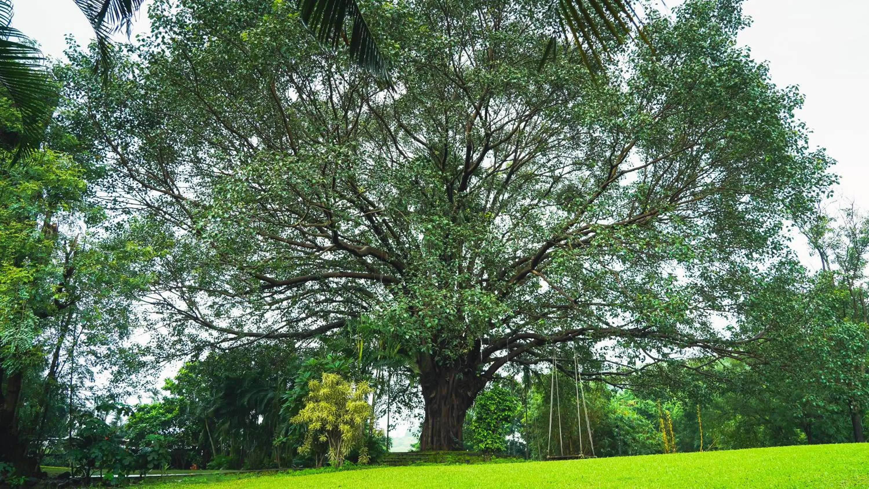 Spring in Whispering Peepul Resort