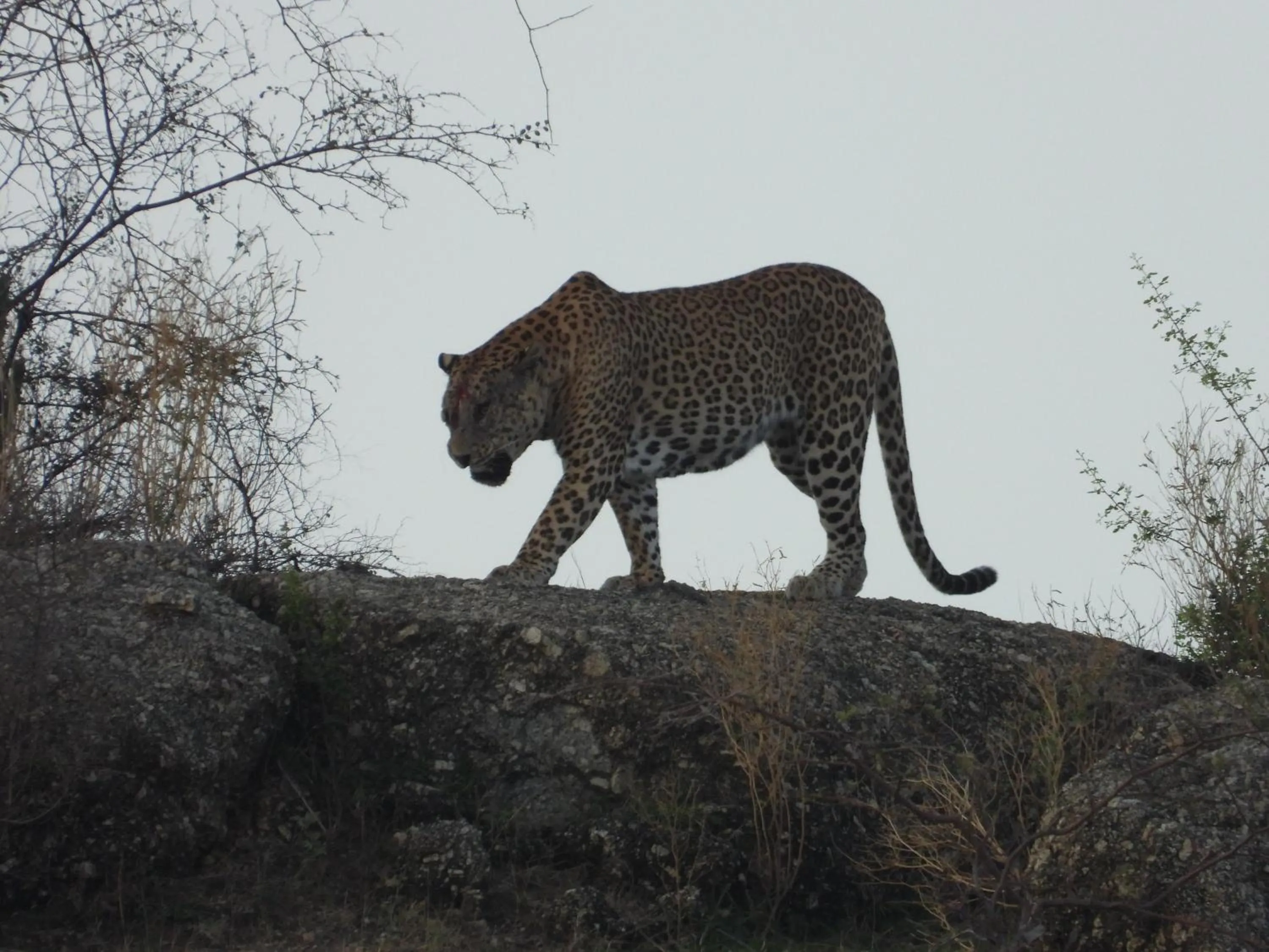Property building in The Rawla Narlai - A Luxury Heritage Stay in Leopard Country