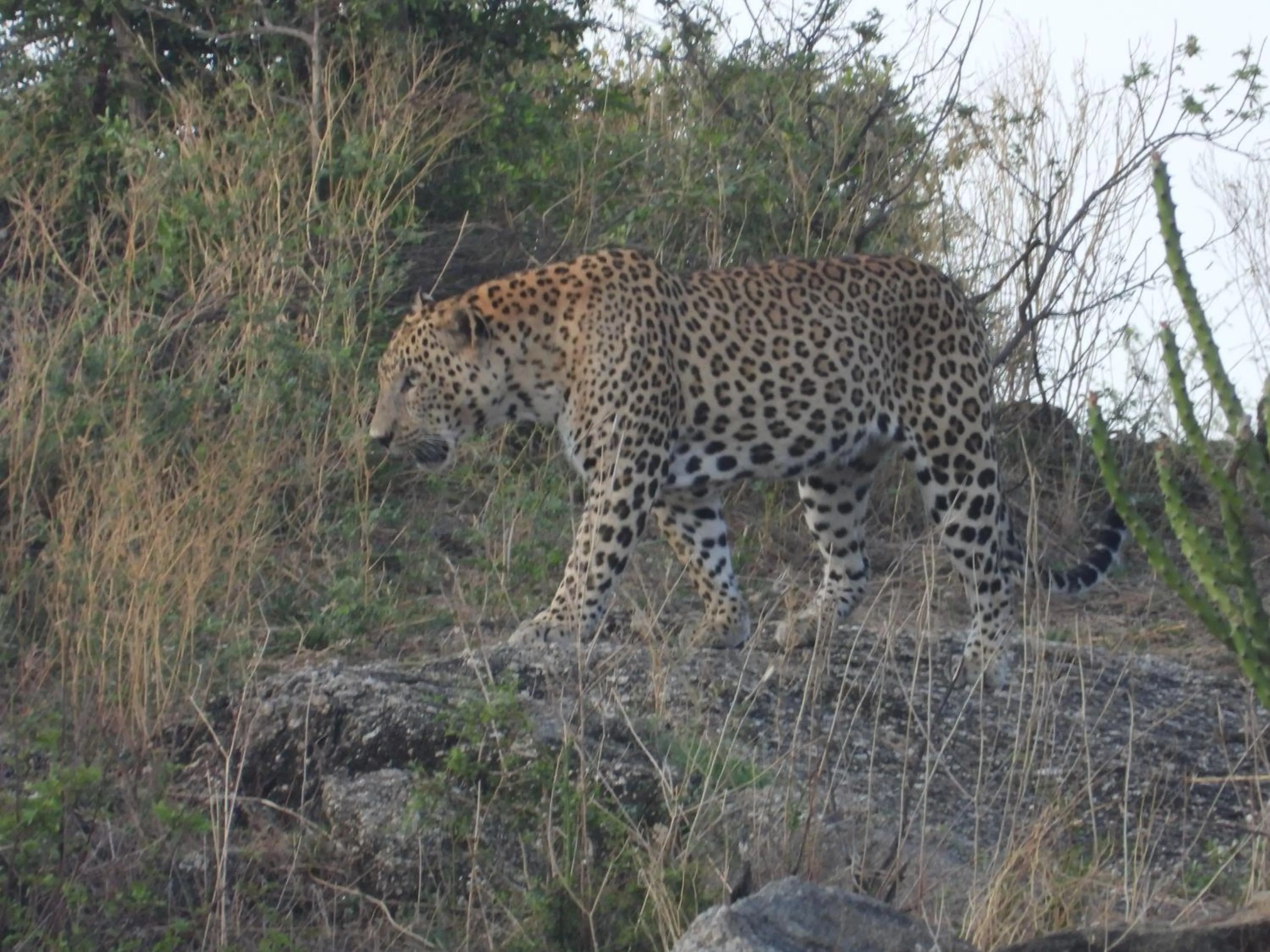 Property building in The Rawla Narlai - A Luxury Heritage Stay in Leopard Country