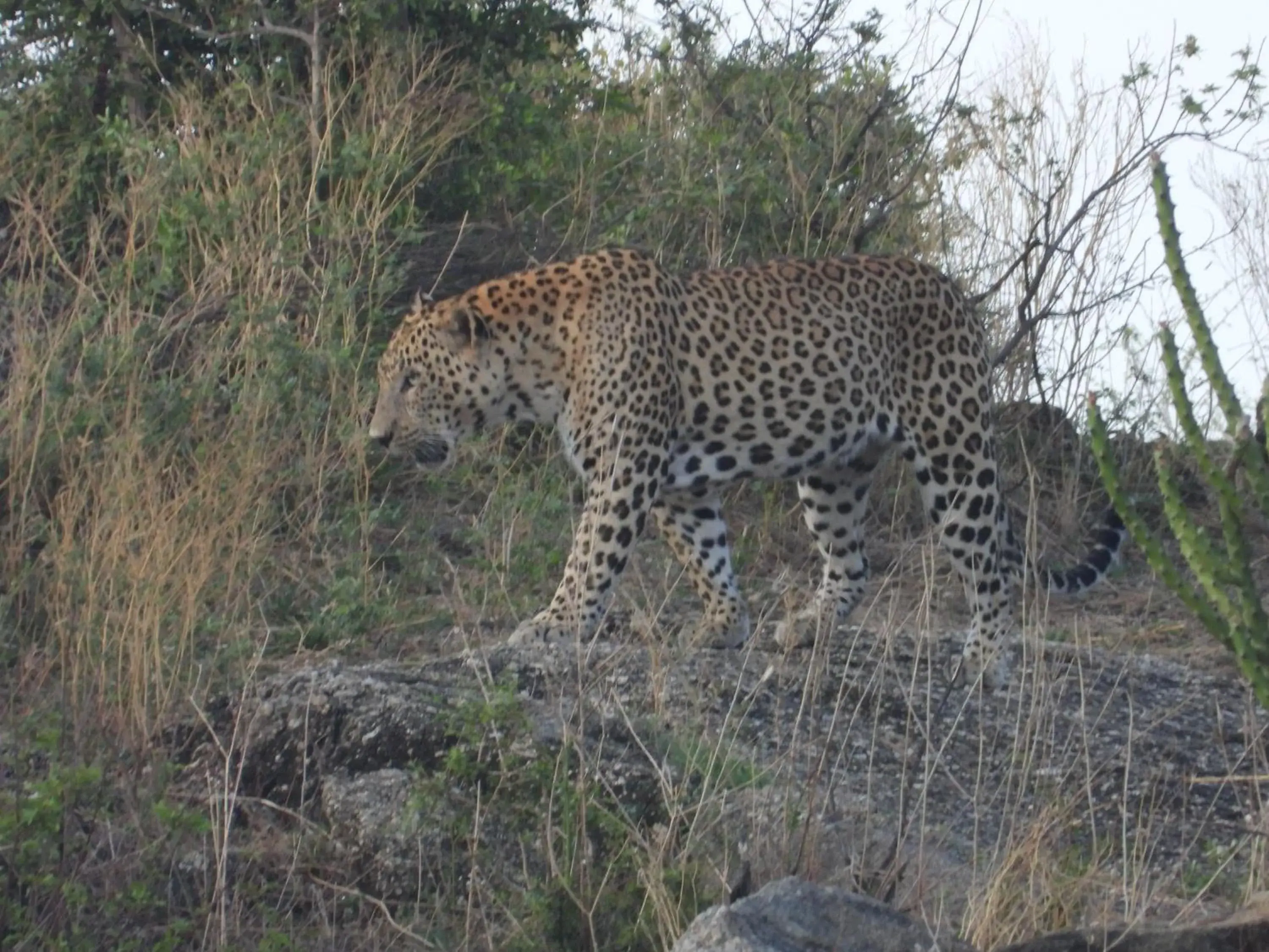 Property building in The Rawla Narlai - A Luxury Heritage Stay in Leopard Country Property building in The Rawla Narlai - A Luxury Heritage Stay in Leopard Country