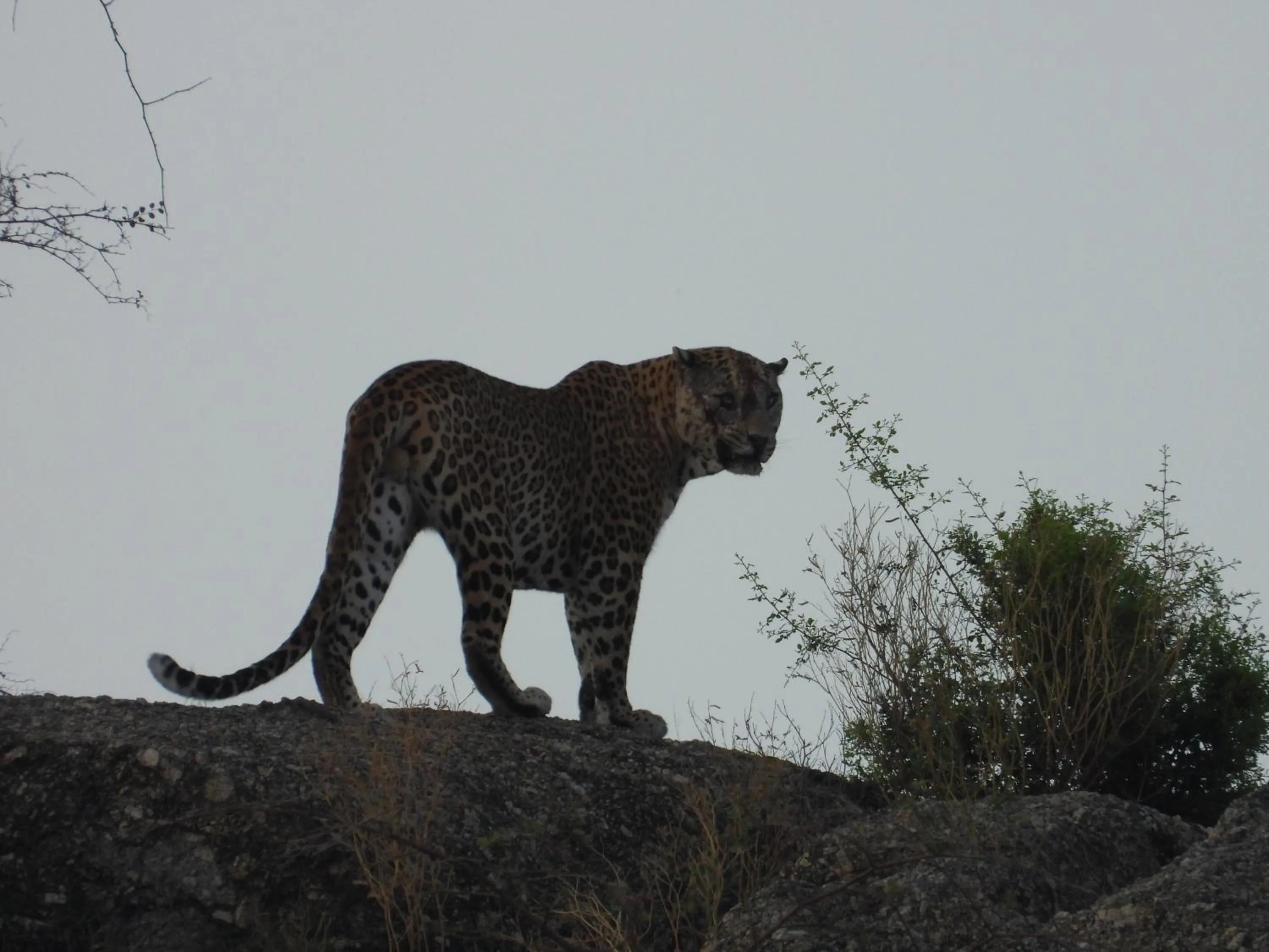Property building in The Rawla Narlai - A Luxury Heritage Stay in Leopard Country