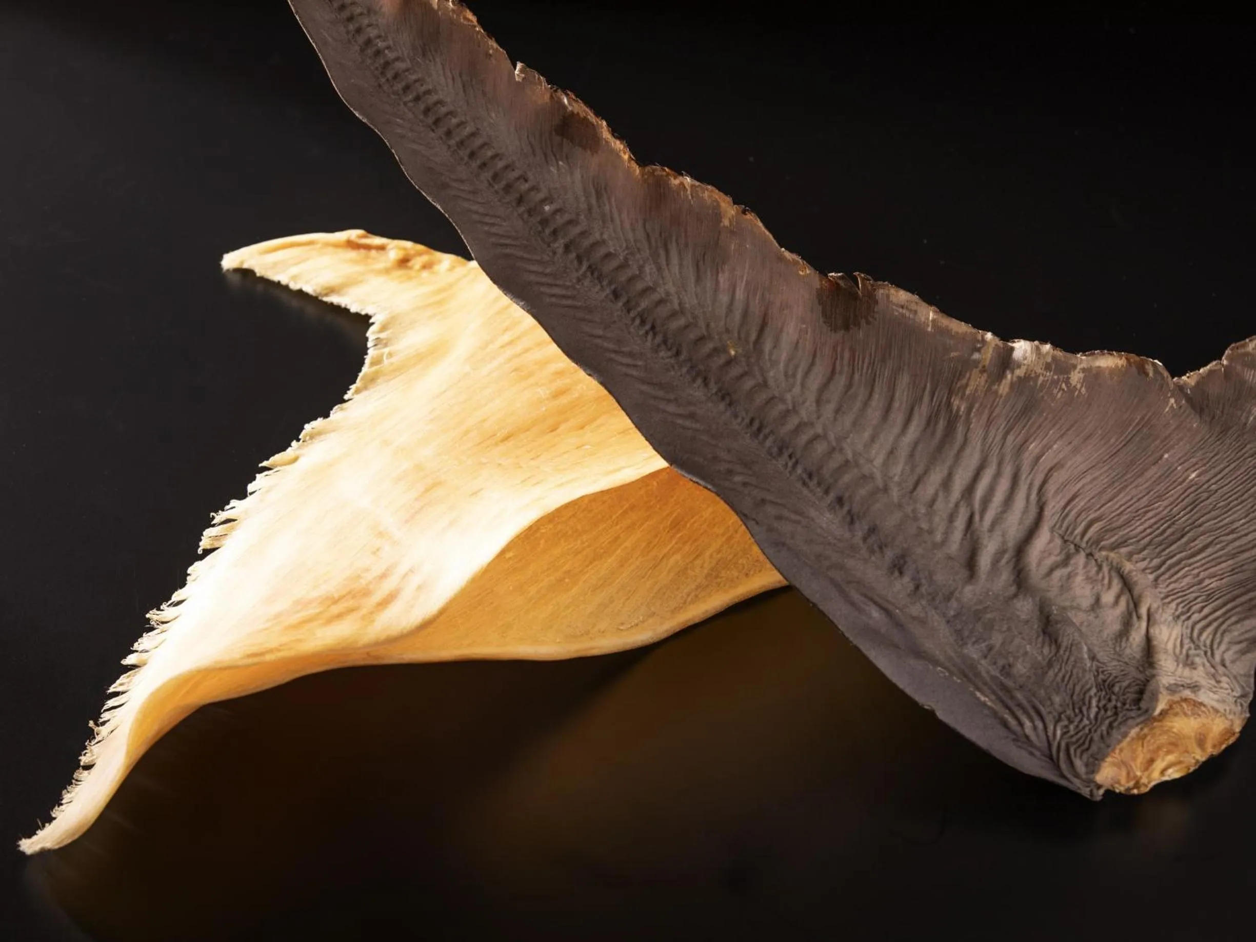 Restaurant/places to eat in Kumamoto Hotel Castle